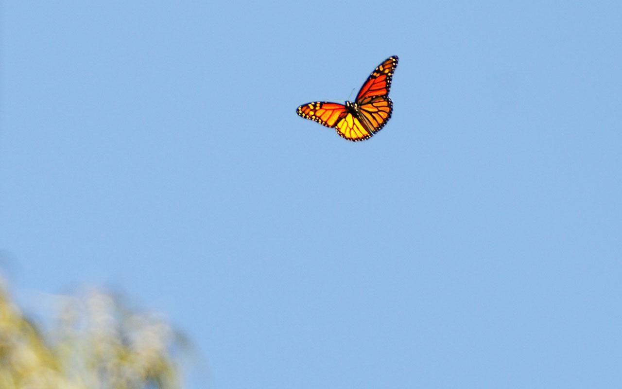 Flying Butterfly Wallpaper