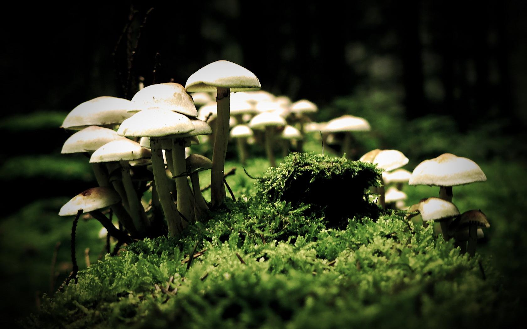 Family of mushrooms on moss wallpaper and image