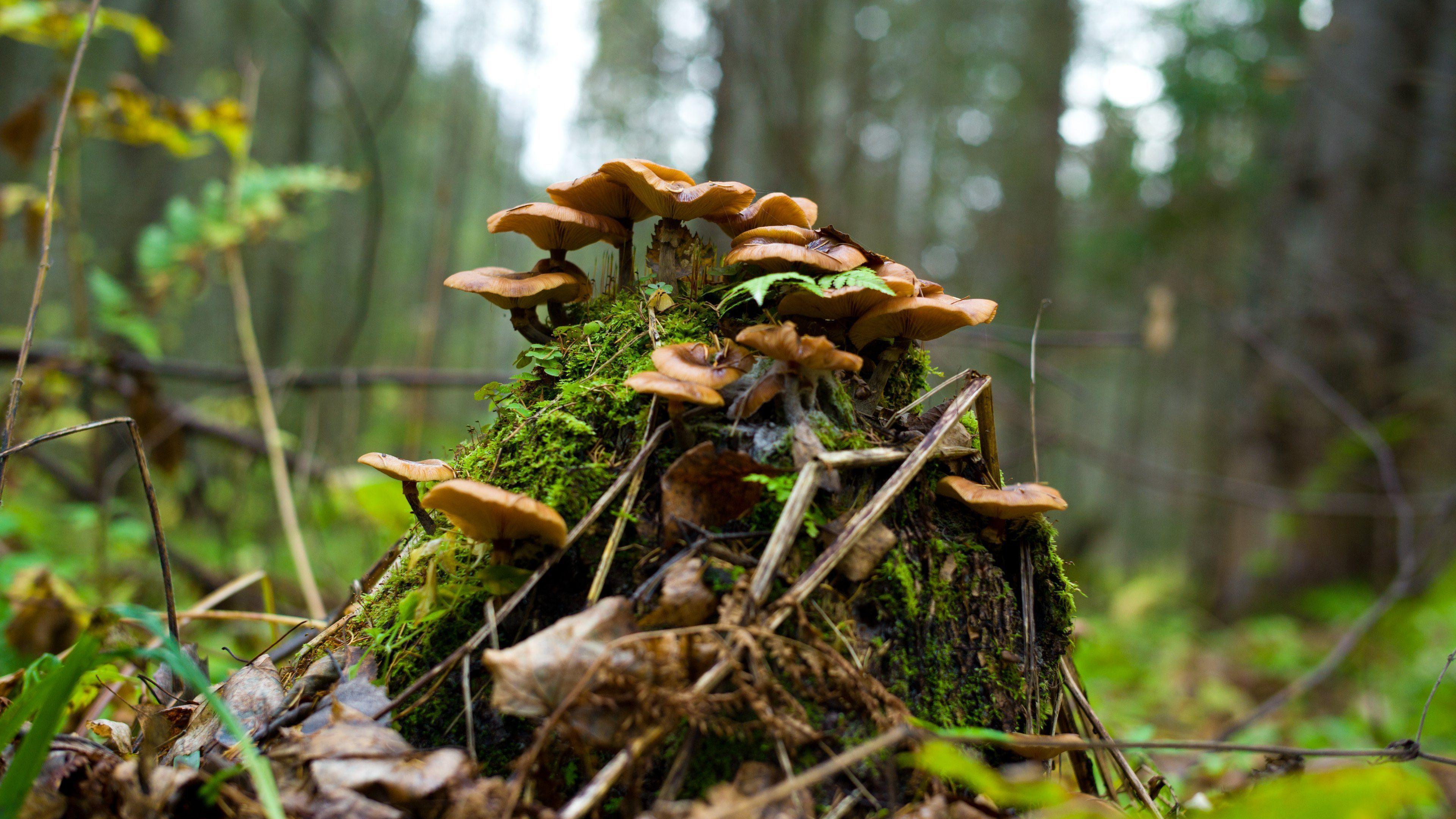 Mushrooms on the moss HD desktop wallpaper, Widescreen, High