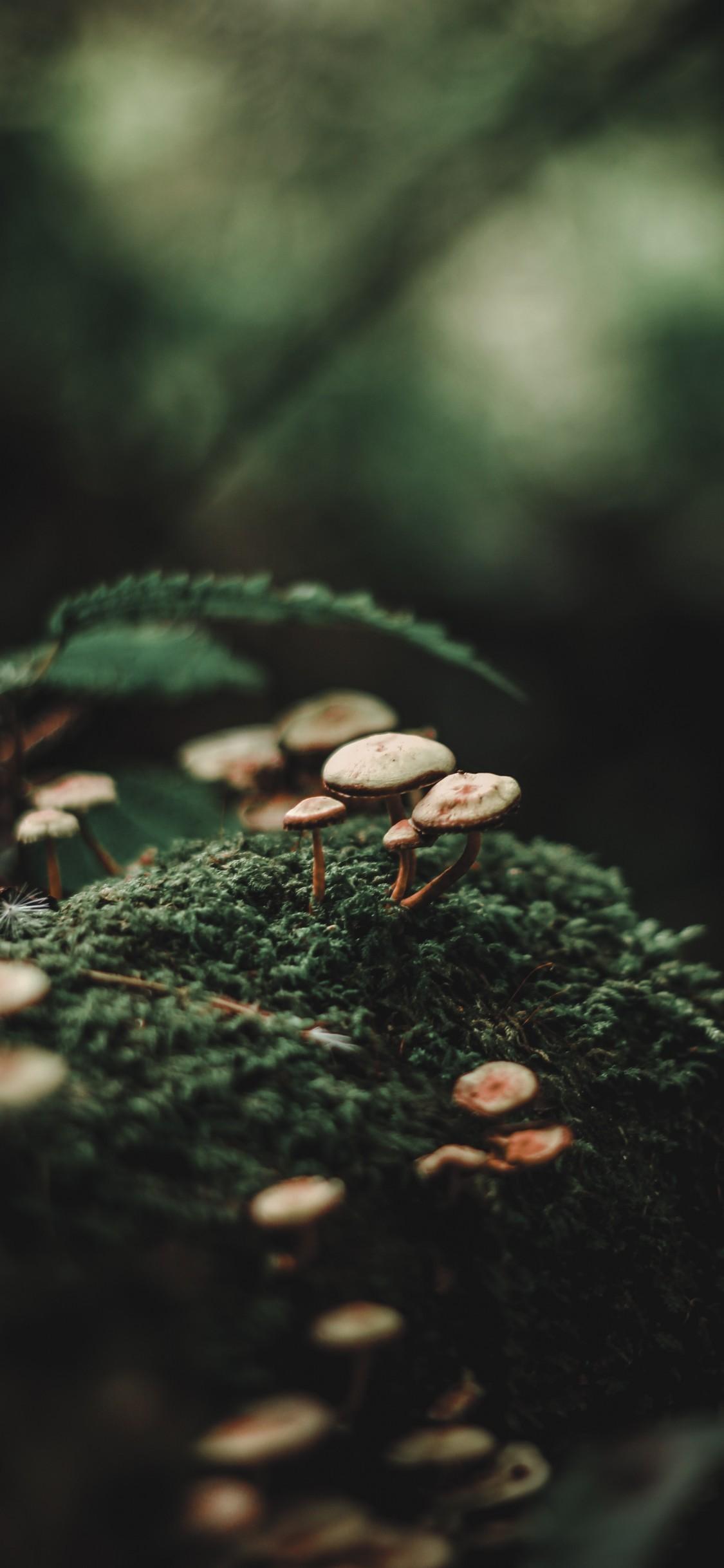 Download 1125x2436 Forest, Moss, Mushrooms, Close Up, Photography