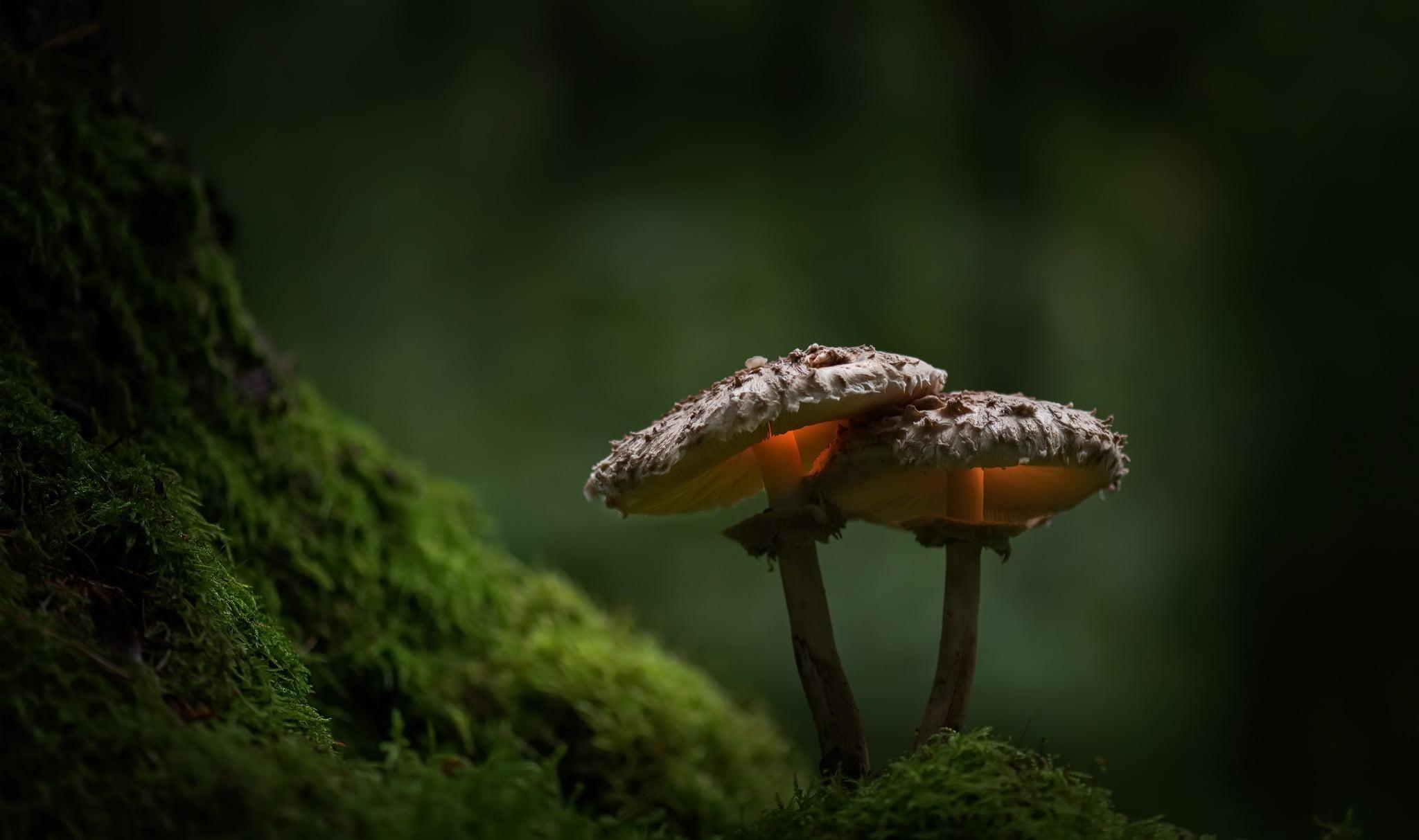 Two brown mushrooms, moss, green, nature, plants HD wallpaper
