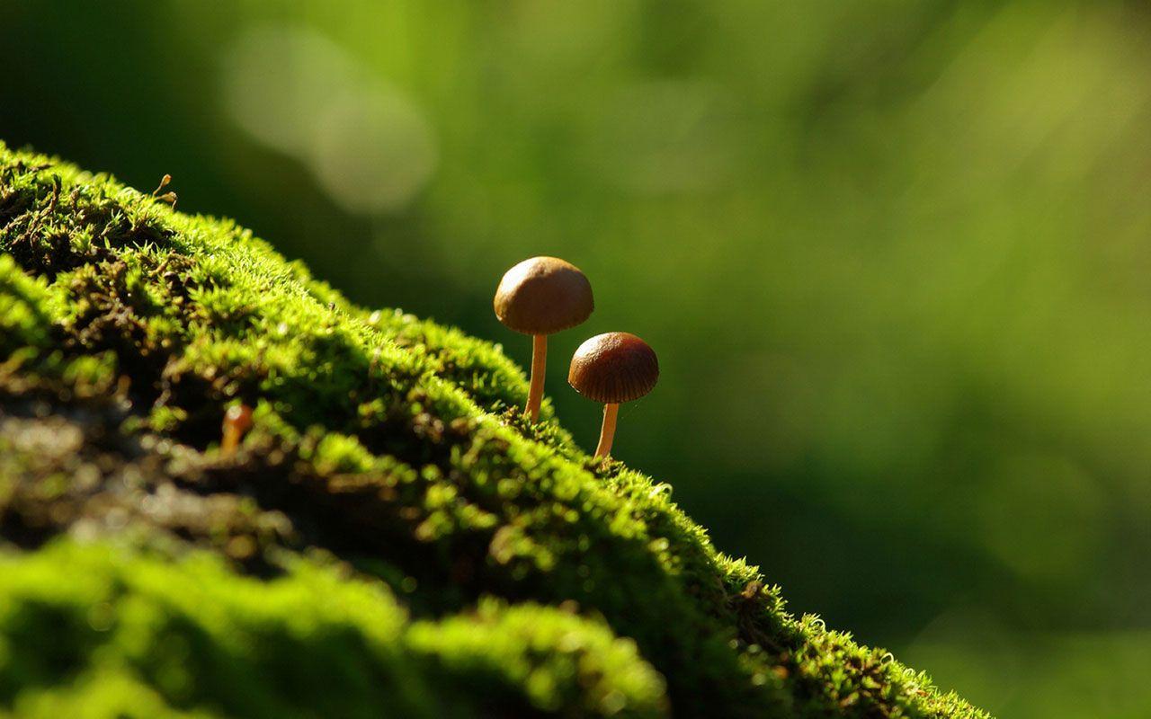 Mushrooms In Moss Wallpapers - Wallpaper Cave