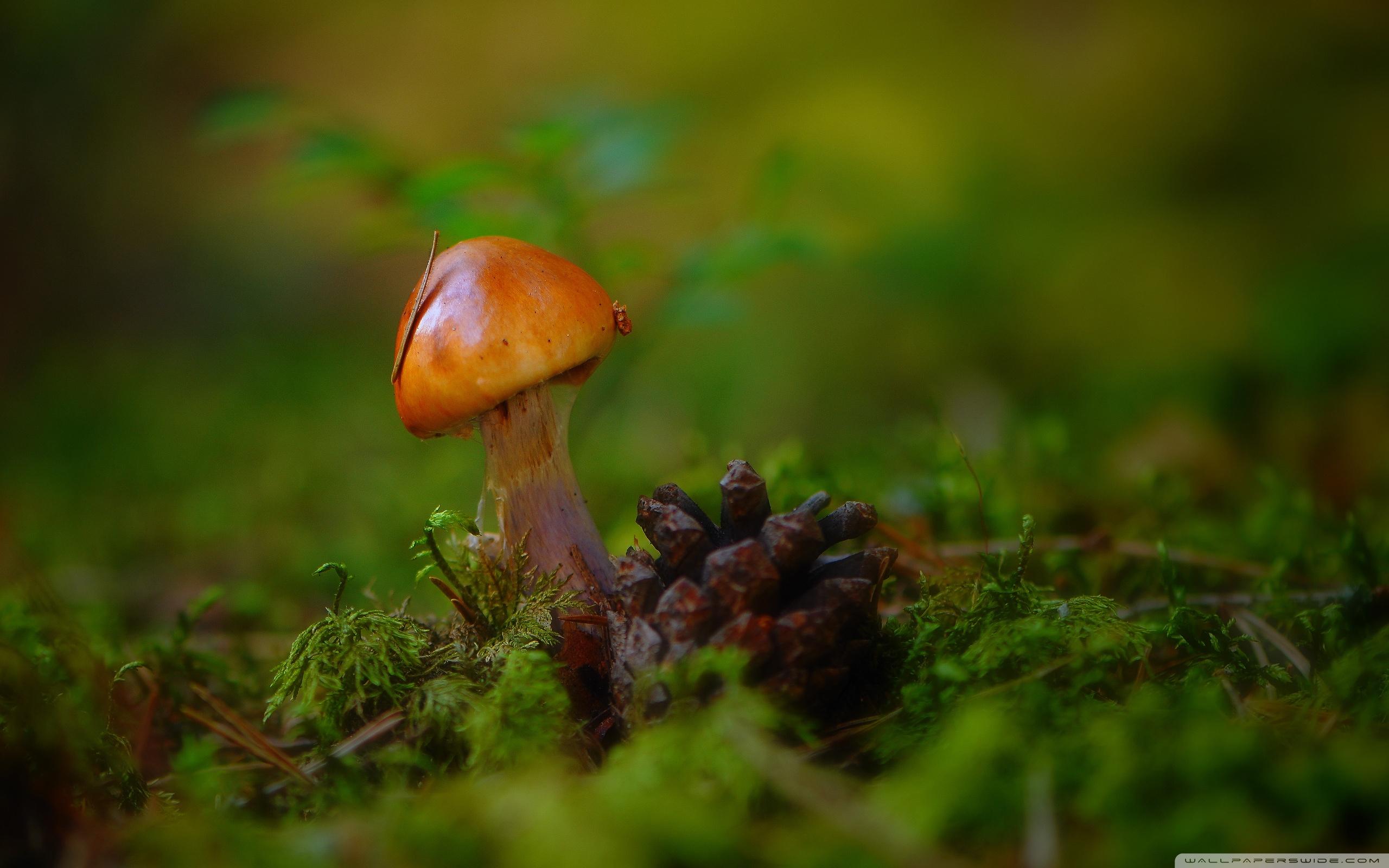 Moss Mushrooms Macro HD wallpaper