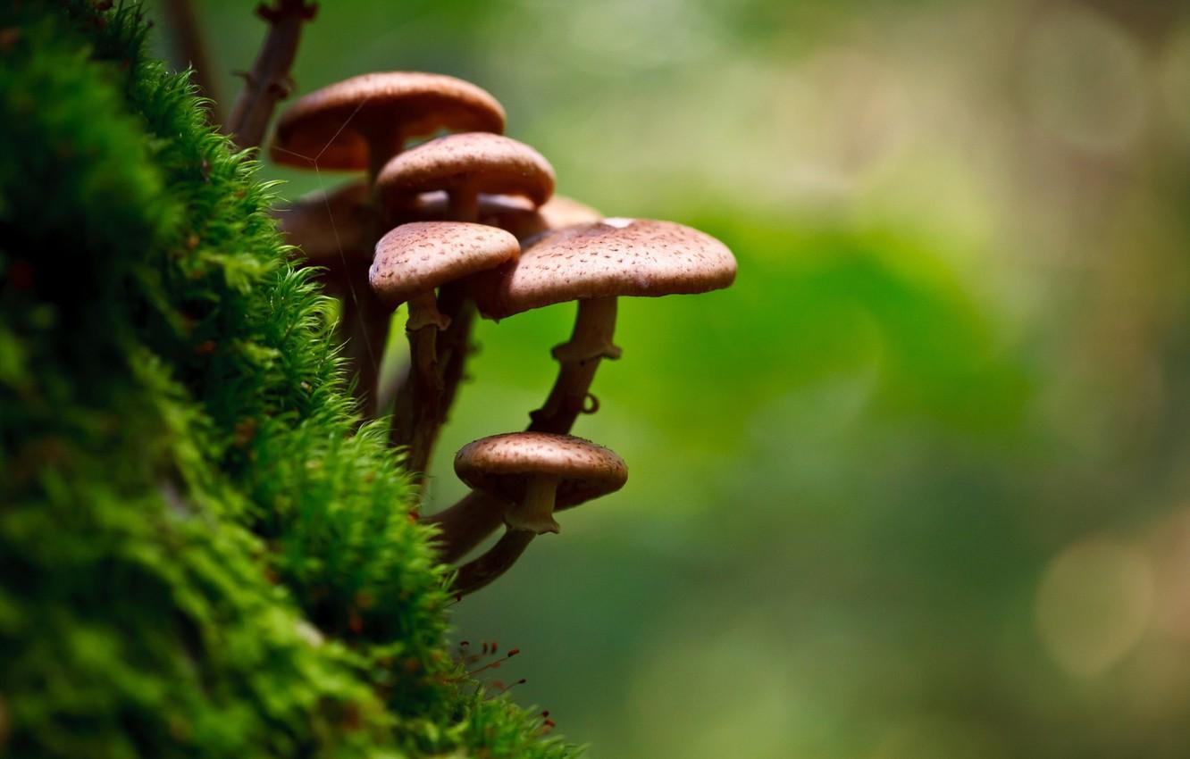 Wallpaper photography, nature, macro, moss, Mushrooms image