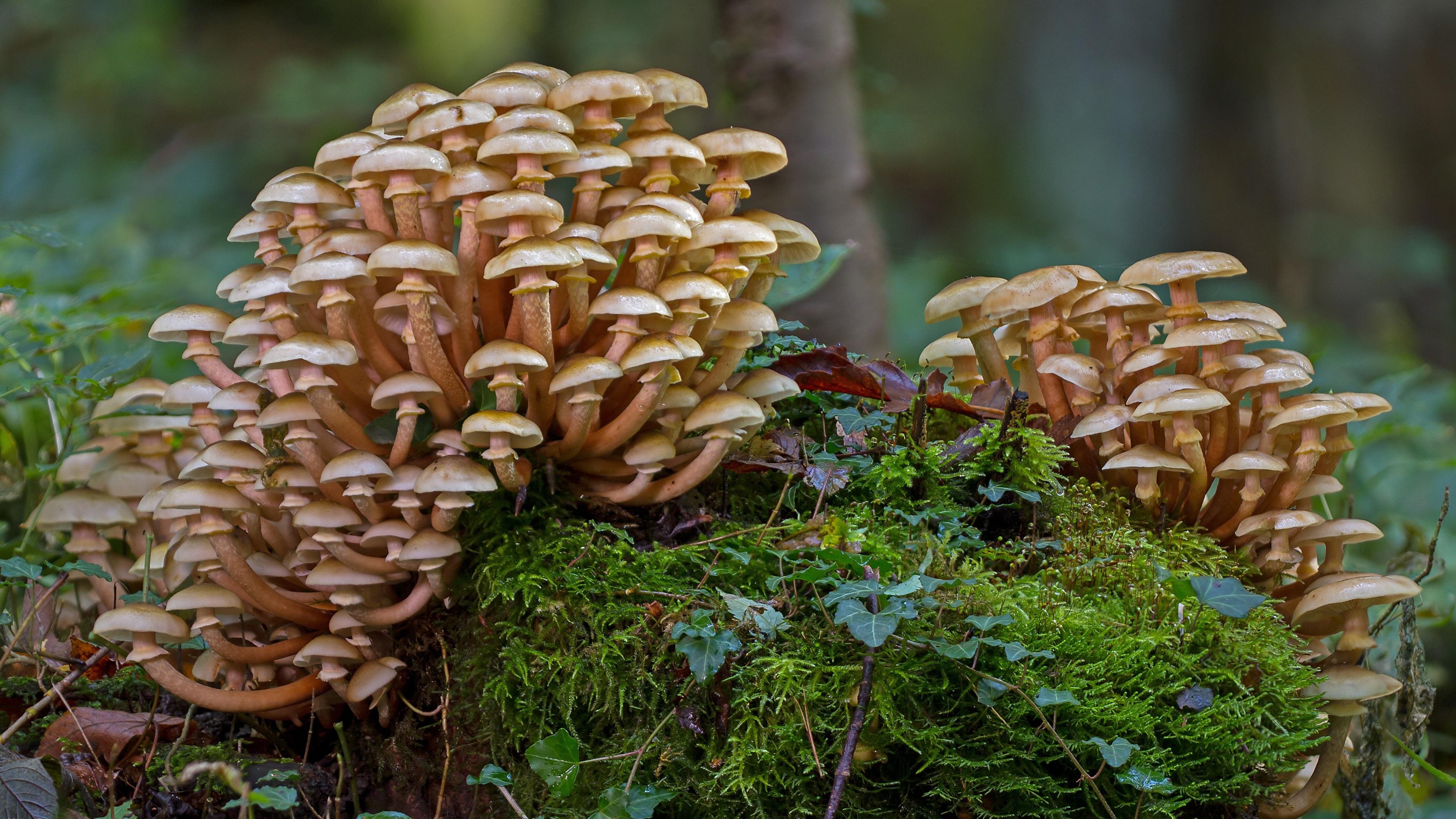 Wallpaper Mushrooms, moss, grass, forest 3840x2160 UHD 4K Picture, Image