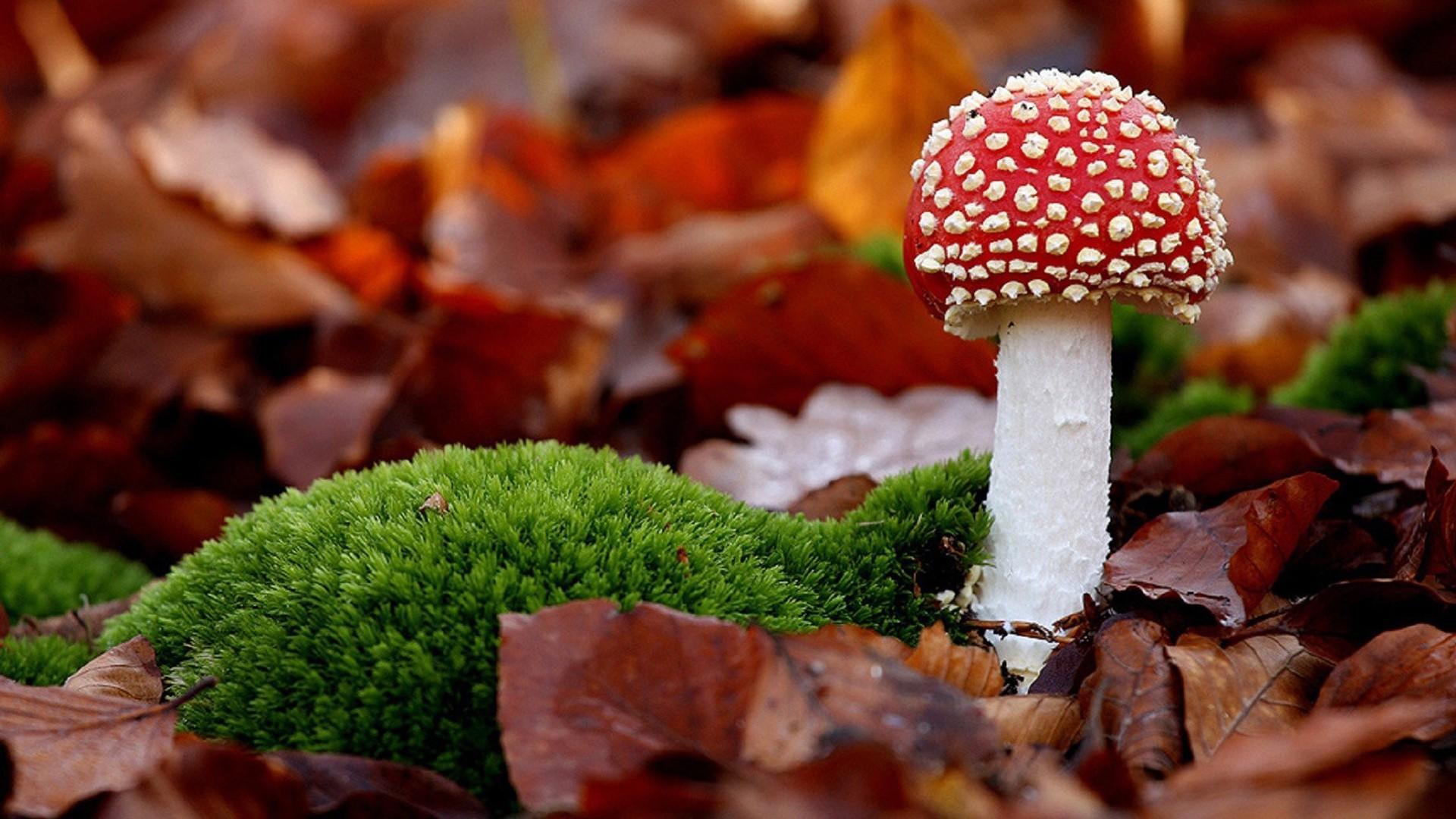 Mushrooms In Moss Wallpapers - Wallpaper Cave