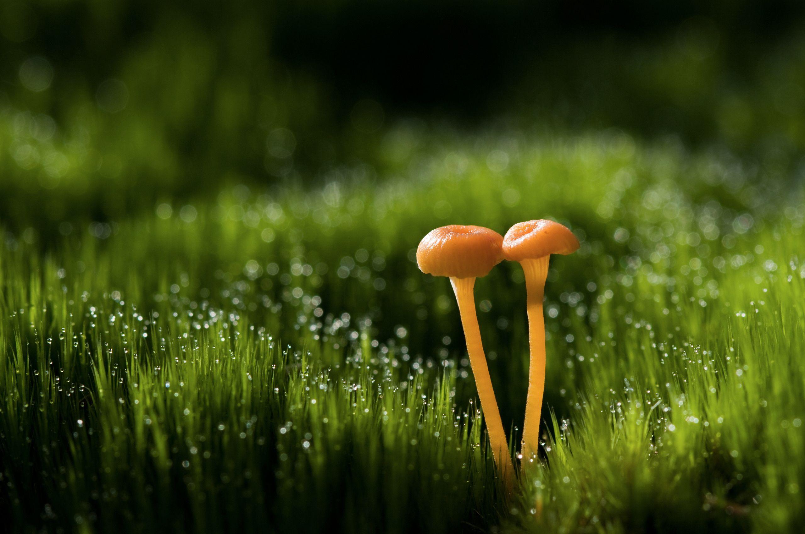 Mushrooms In Moss Wallpapers - Wallpaper Cave