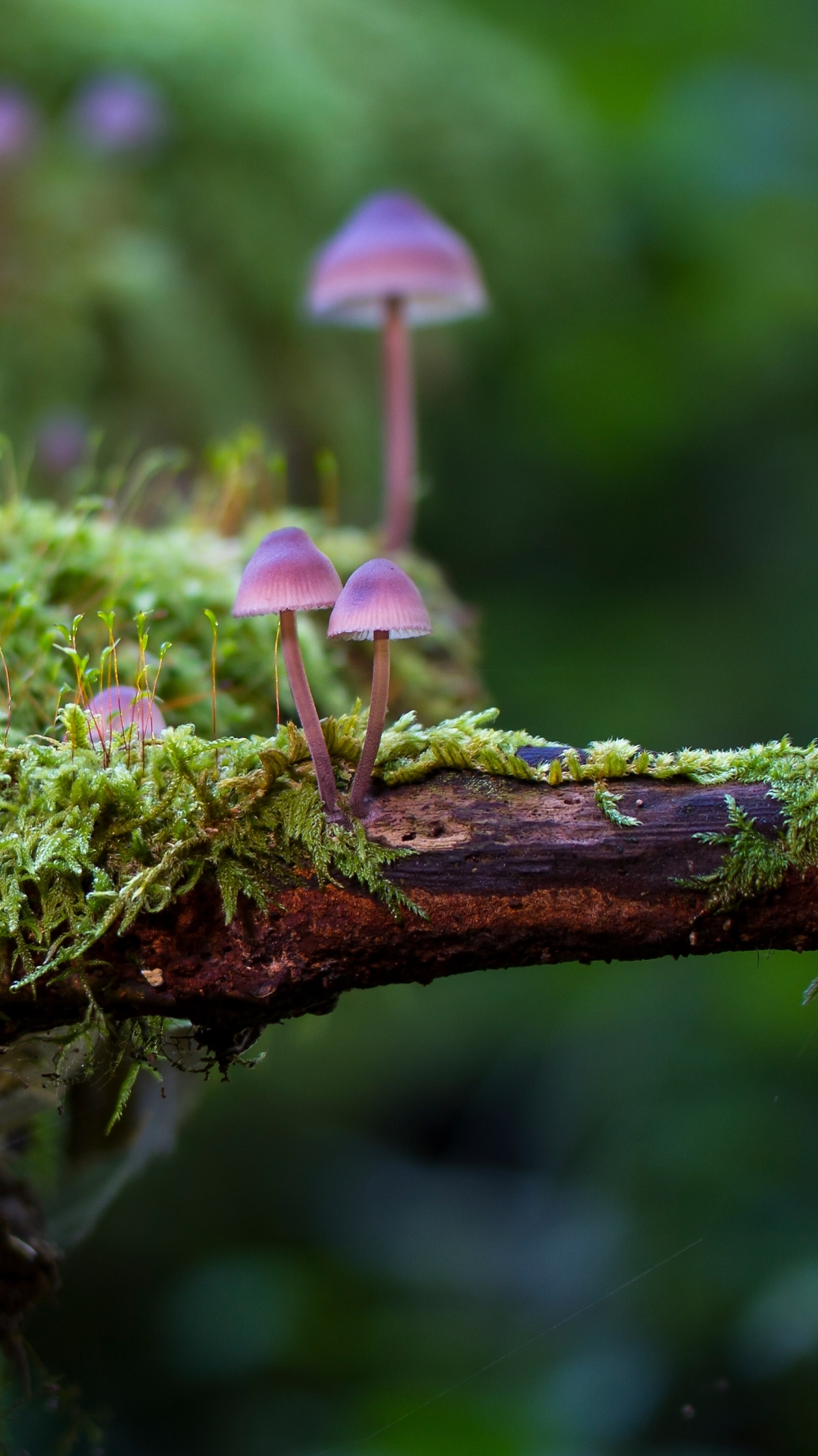 Mushrooms In Moss Wallpapers - Wallpaper Cave