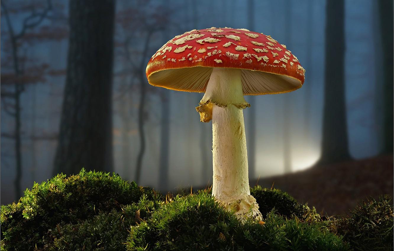 Wallpaper forest, mushroom, moss, mushroom image for desktop