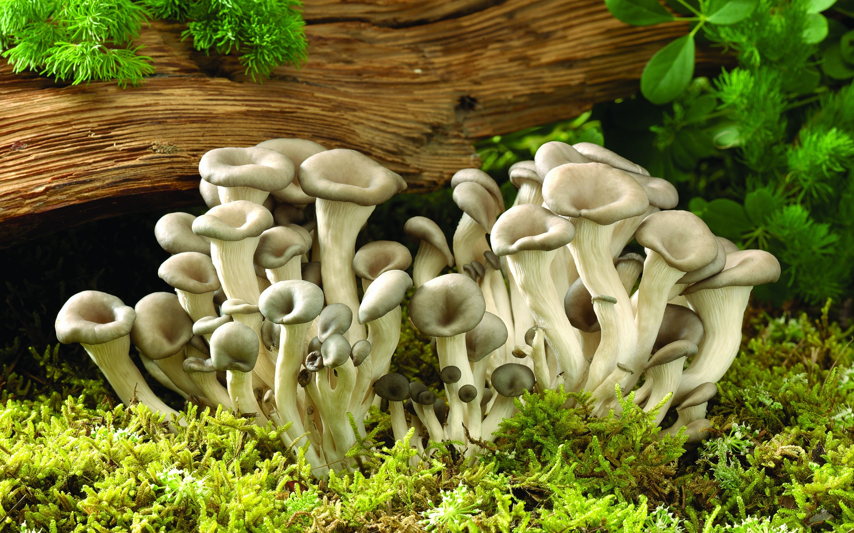 Pine, mushrooms, Moss, Nature Wallpaper Tumblr, Needles, mother Nature