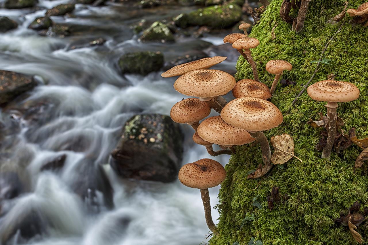 Wallpaper Kuehneromyces mutabilis HDR Nature Stream Moss Mushrooms