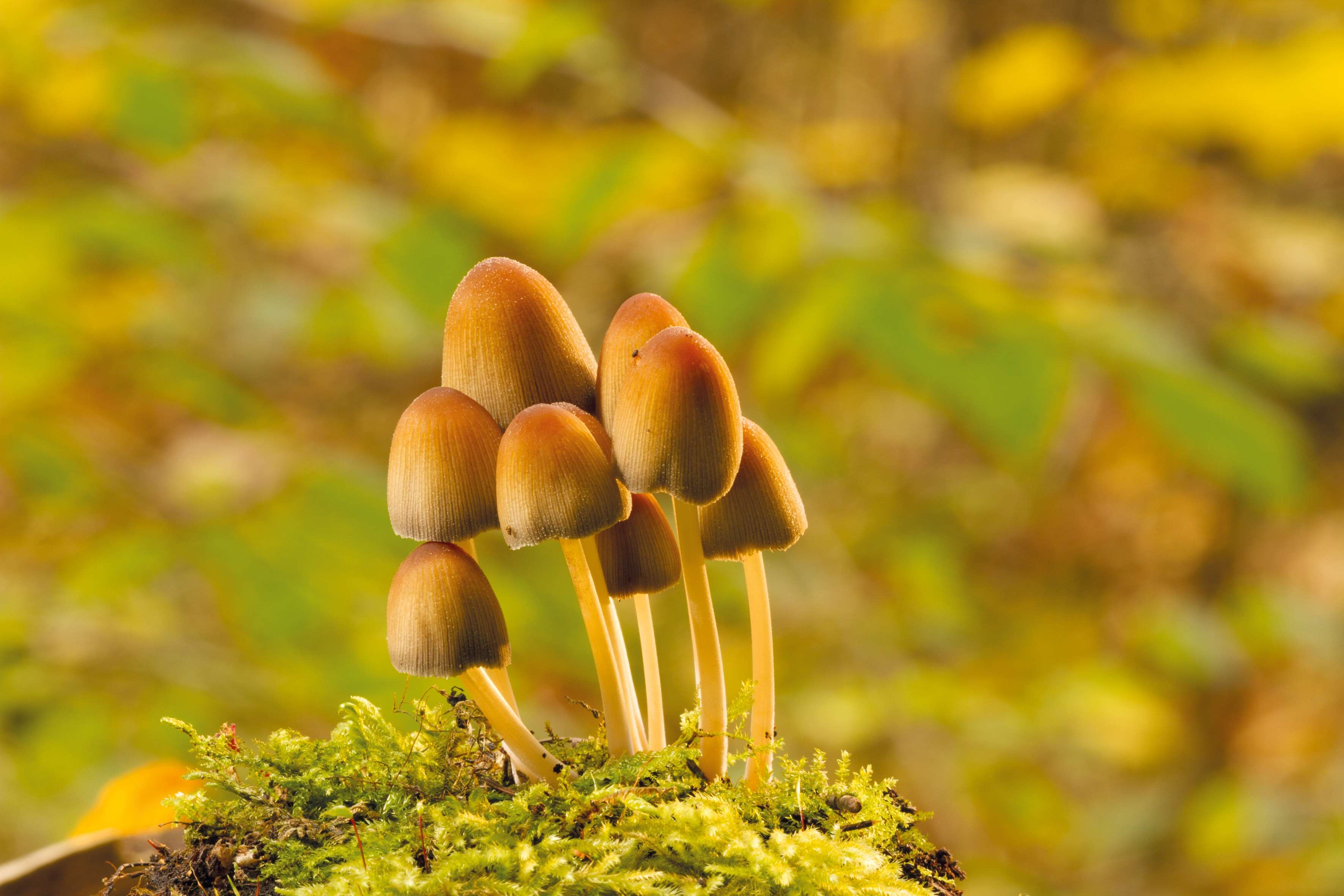 autumn, forest, moss, mushroom, nature, tree fungus