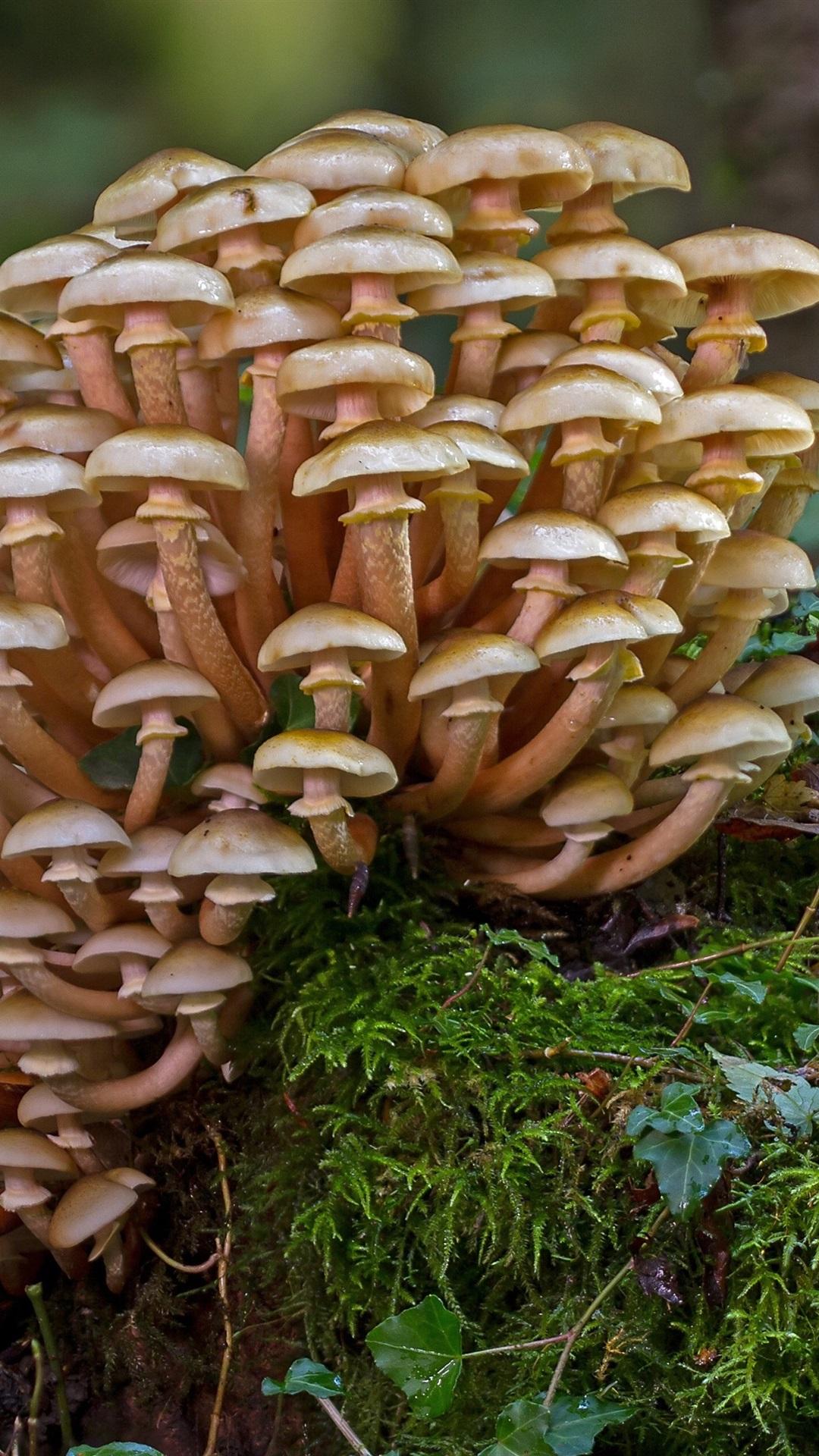 Mushrooms, Moss, Grass, Forest 1080x1920 IPhone 8 7 6 6S Plus