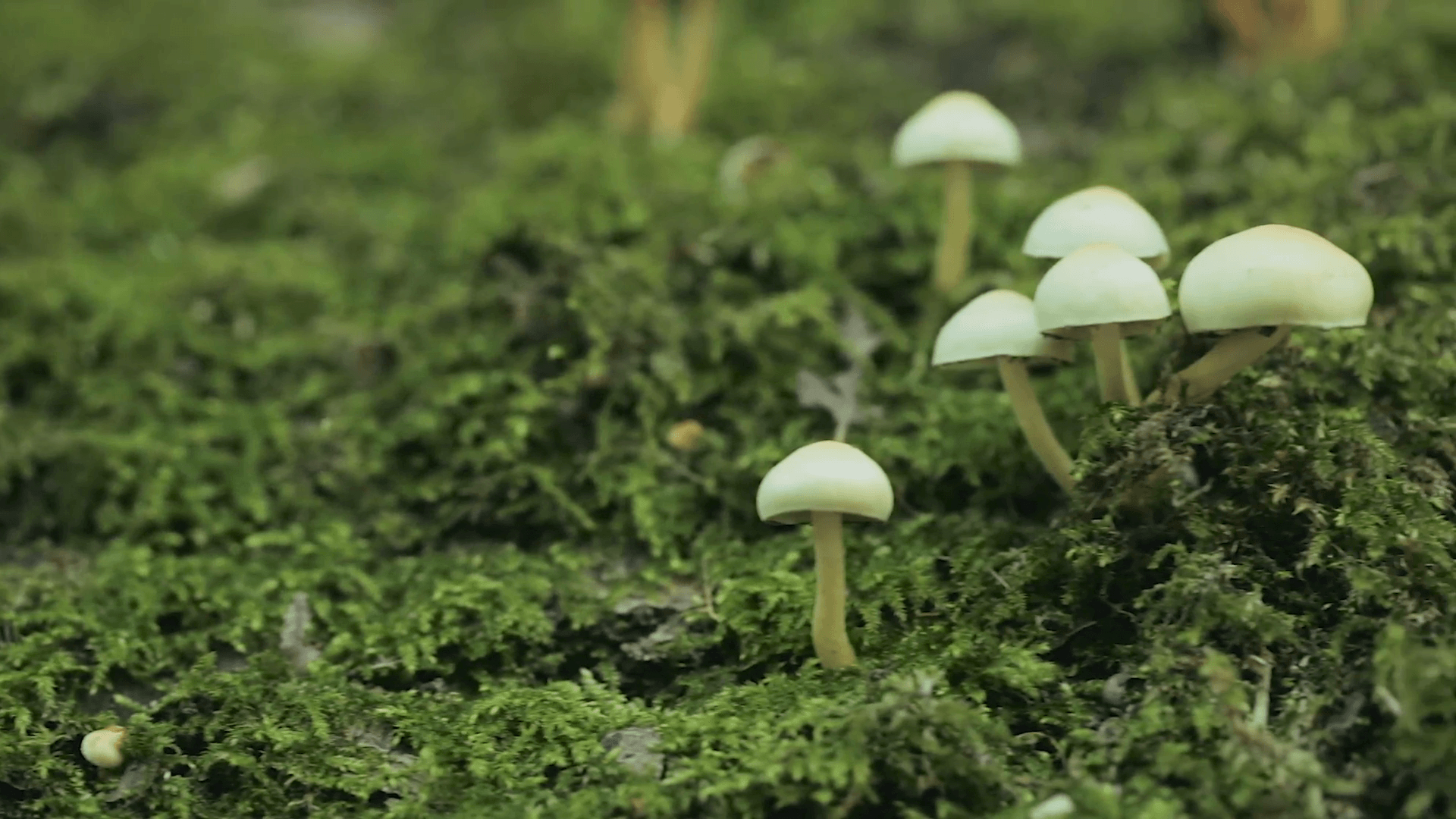 Small mushrooms grow on green moss over a fallen tree log in a wet