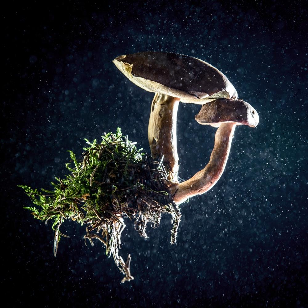Mushroom and moss alone in the dark. HD photo