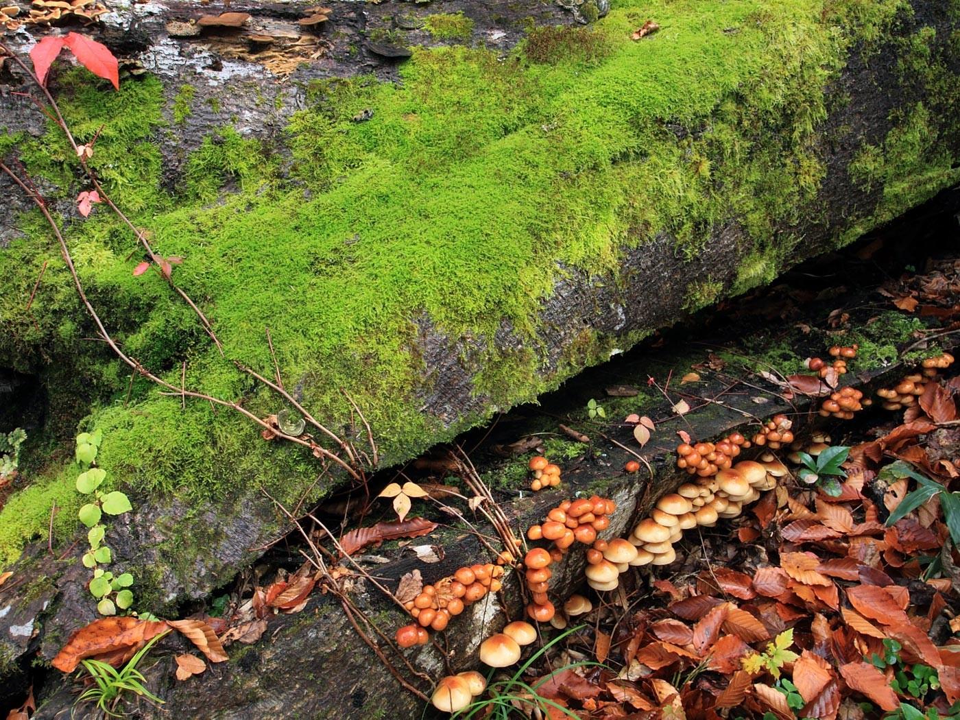 Fungi Tag wallpaper: Fungus Leaves Floor Moss Log Earth Damp Green