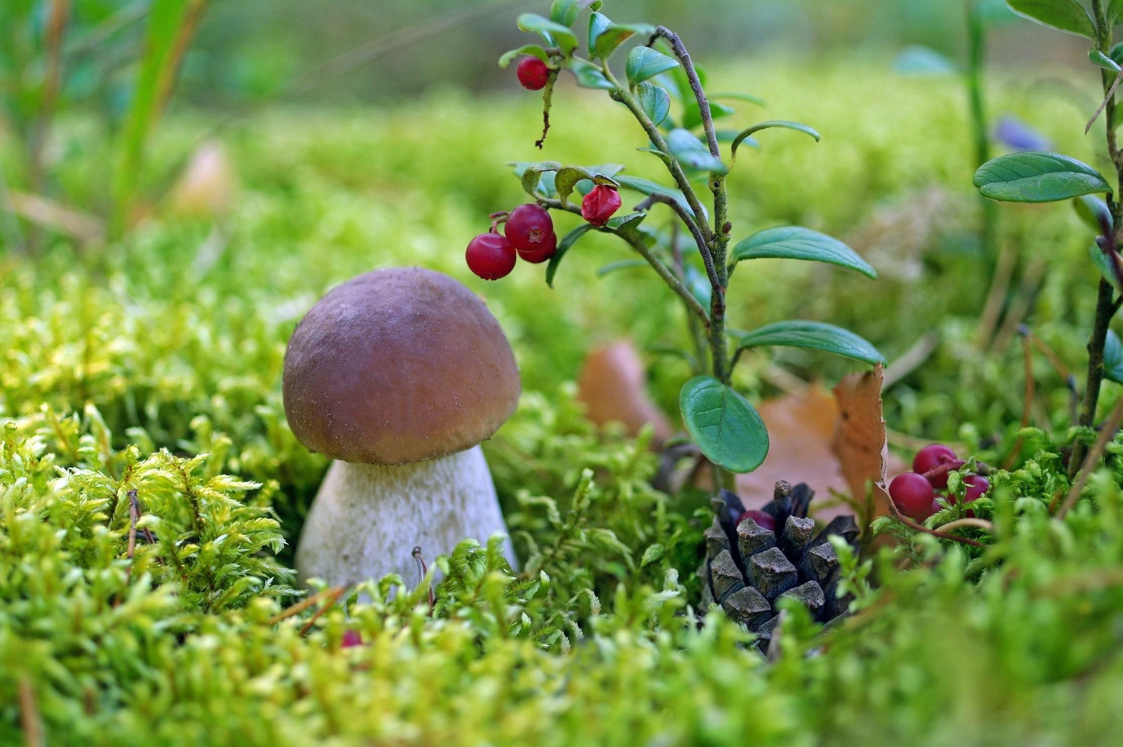 Mushroom, mother Nature, Moss, Nature Wallpaper Full HD, Berries