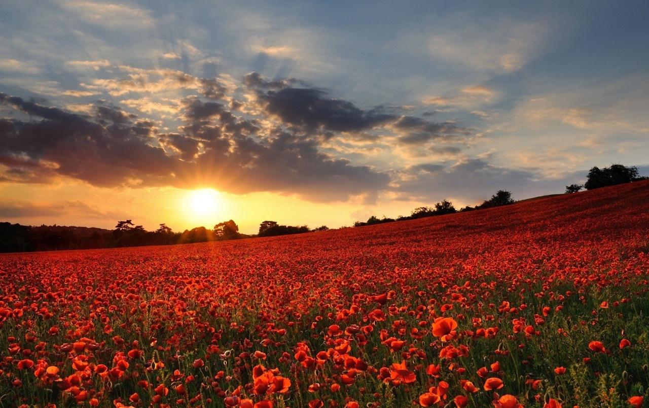 Lovely Poppy Field Sunset wallpaper. Lovely Poppy Field Sunset