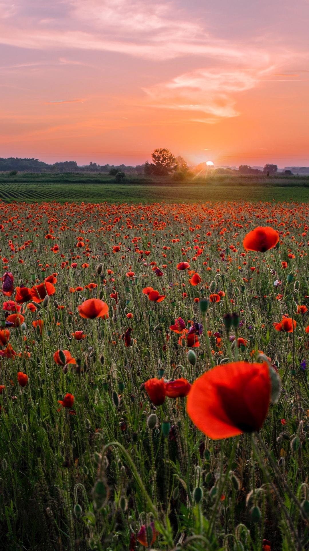 Poppies Field Sunset Wallpaper - [1080x1920]