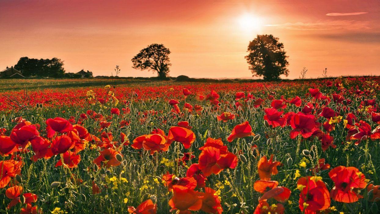 Poppies field sunset wallpaperx1080