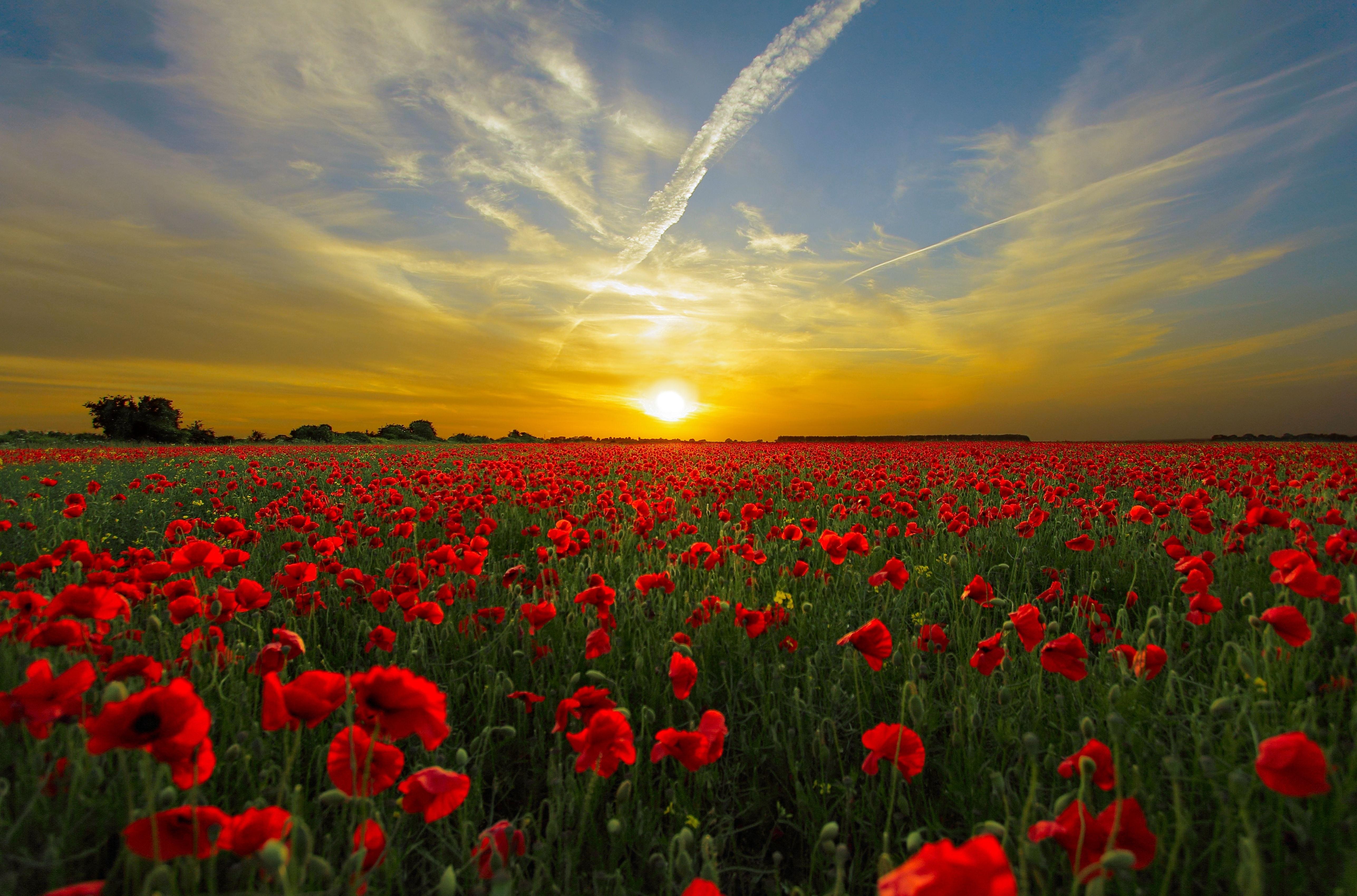 Red Cluster Petal Flower Field during Sunset · Free