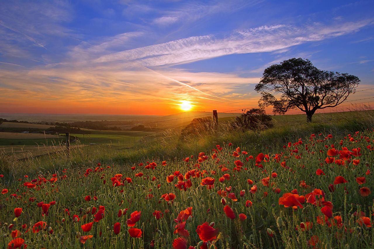 Image Sun Nature Sky Fields Poppies Sunrises and sunsets