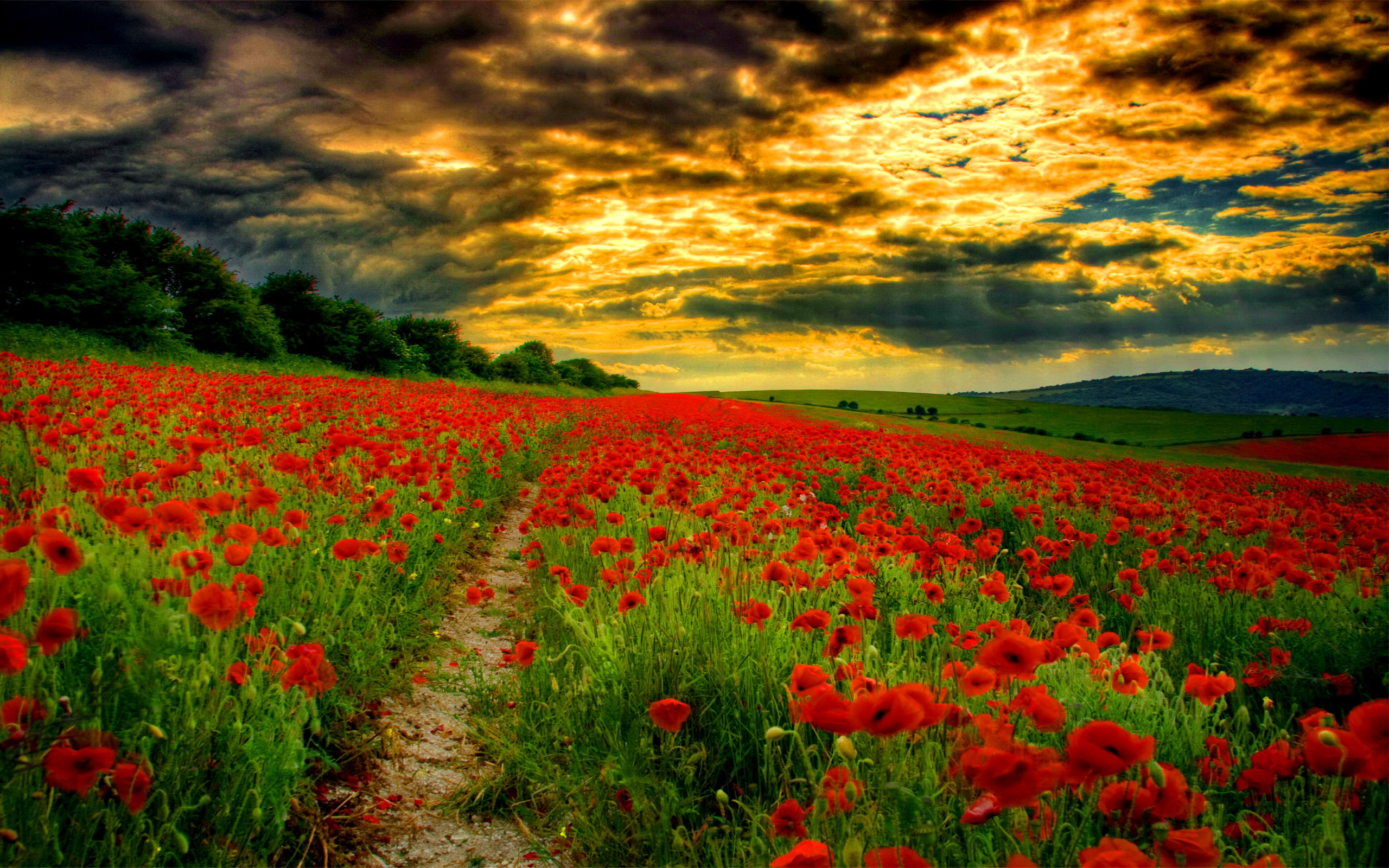 Sunset Clouds over Poppy Field HD Wallpaper. Background Image
