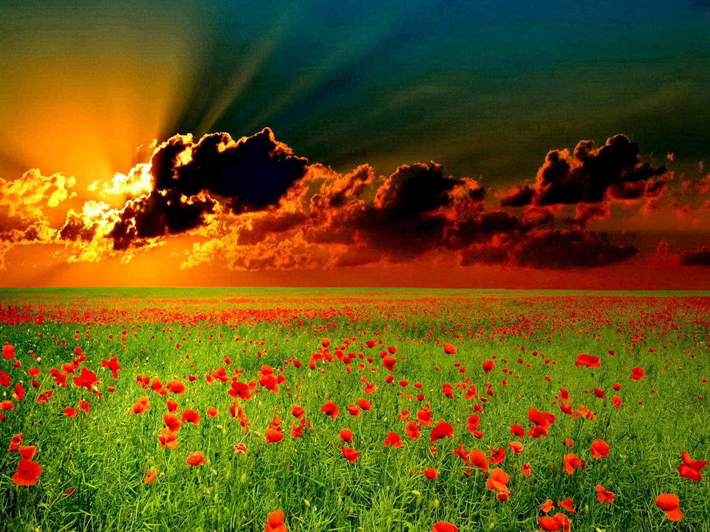 Download Poppy field in the sunset wallpaper Wallpaper Wide HD