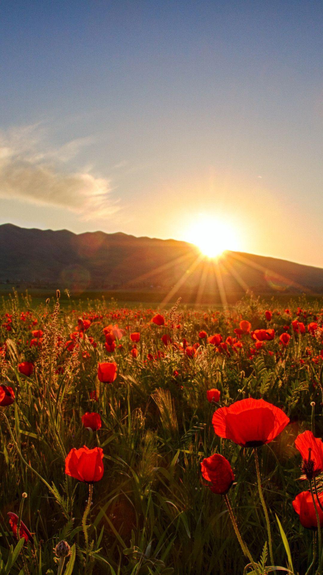 Wallpaper Download 1080x1920 Sunset, field with poppies and hills