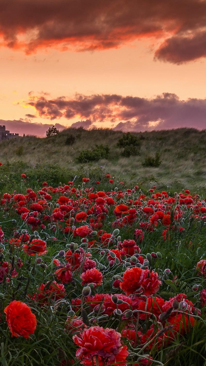 Download wallpaper 800x1420 field, poppies, flowers, sunset iphone