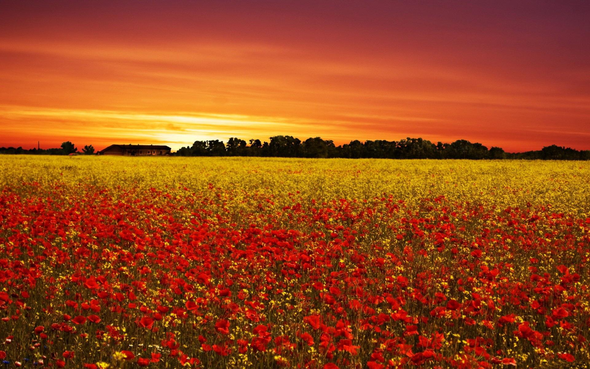 Sunset on the poppy field Wallpaper