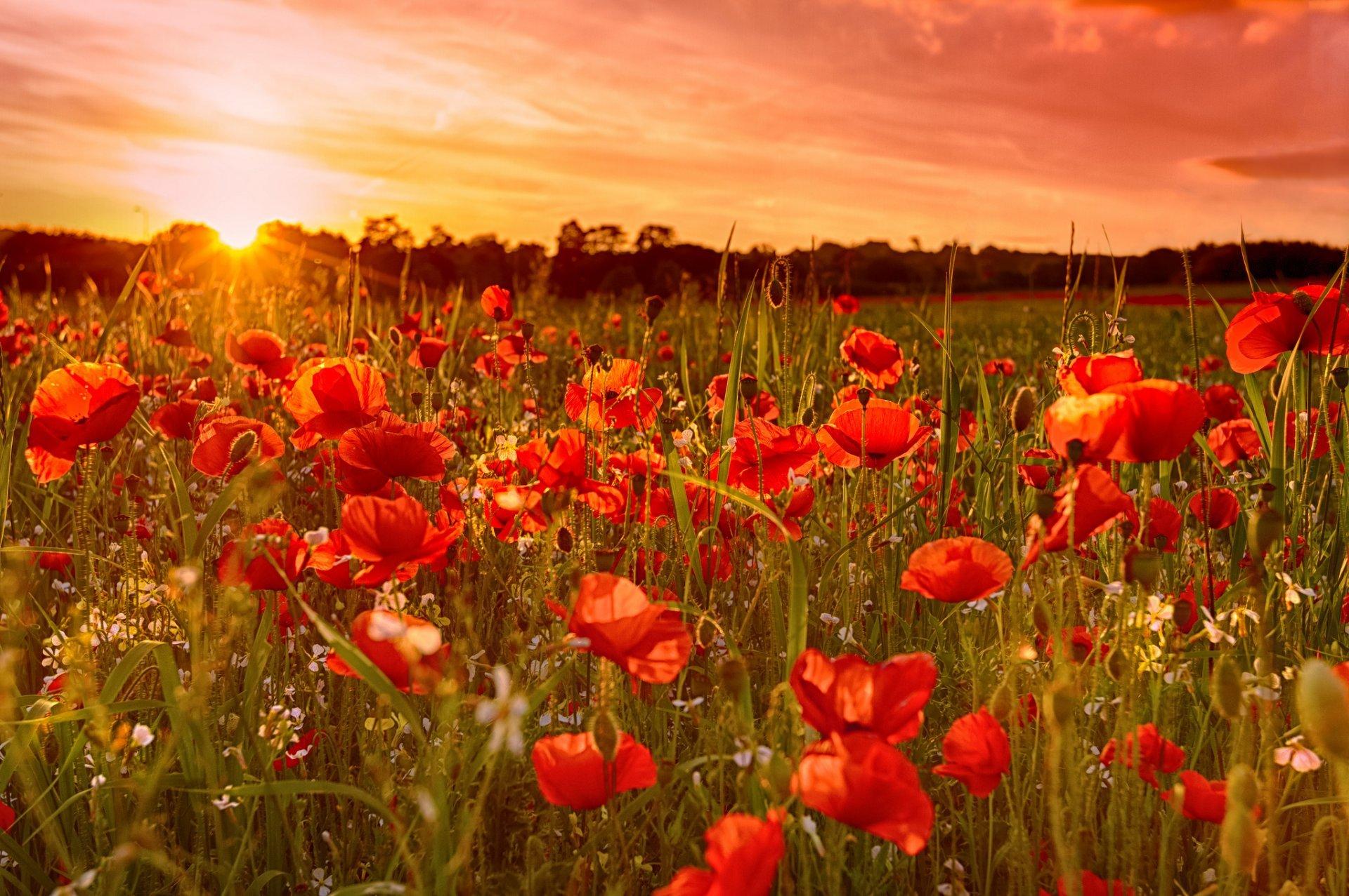 Poppy Field At Sunset Wallpapers - Wallpaper Cave