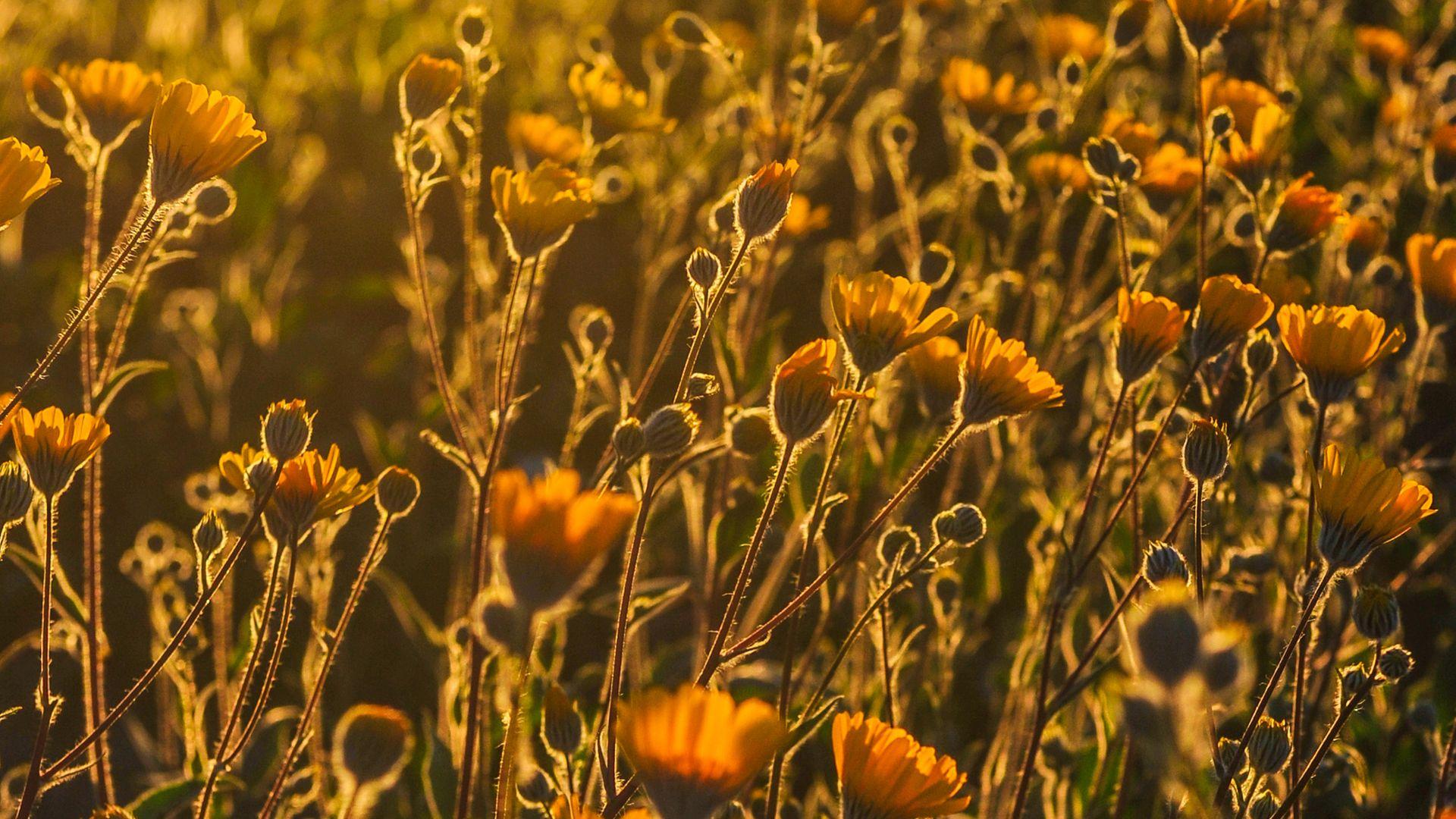 Yellow California Poppy Flower Bed Sunset Wallpaper