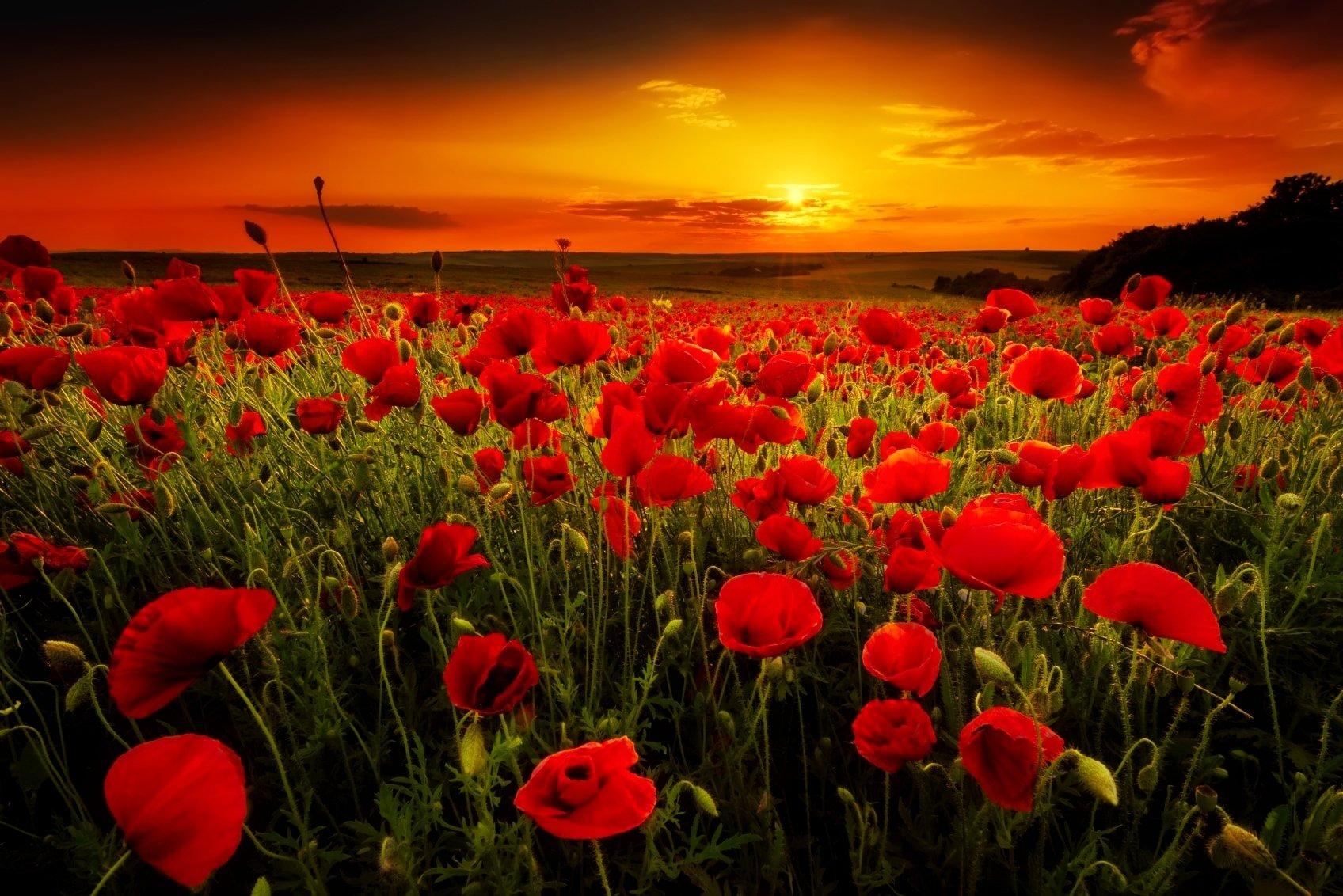 Poppy Field at Sunset Wallpaper and Background Imagex1132