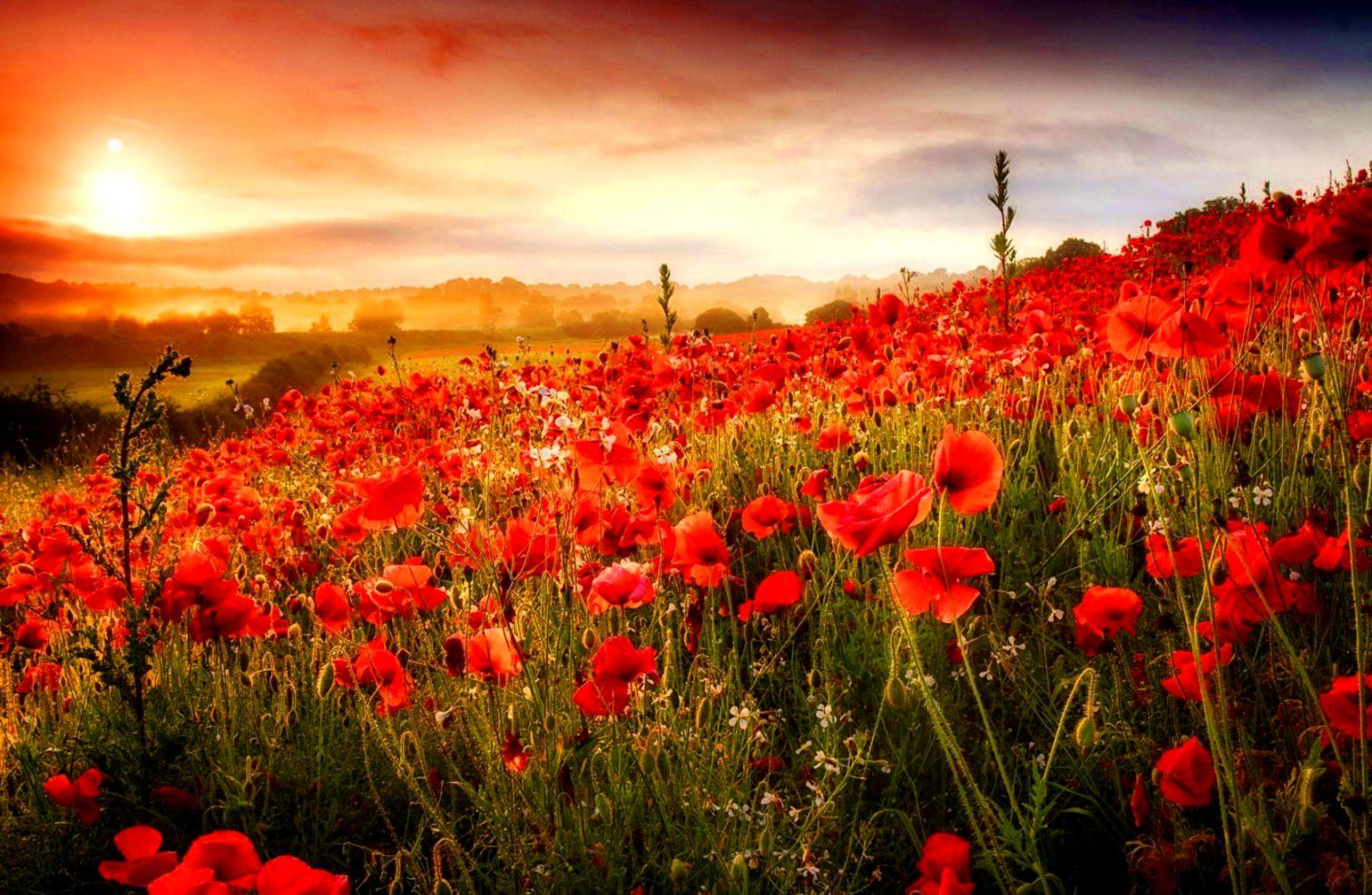 Poppy Field At Sunset Wallpapers Wallpaper Cave