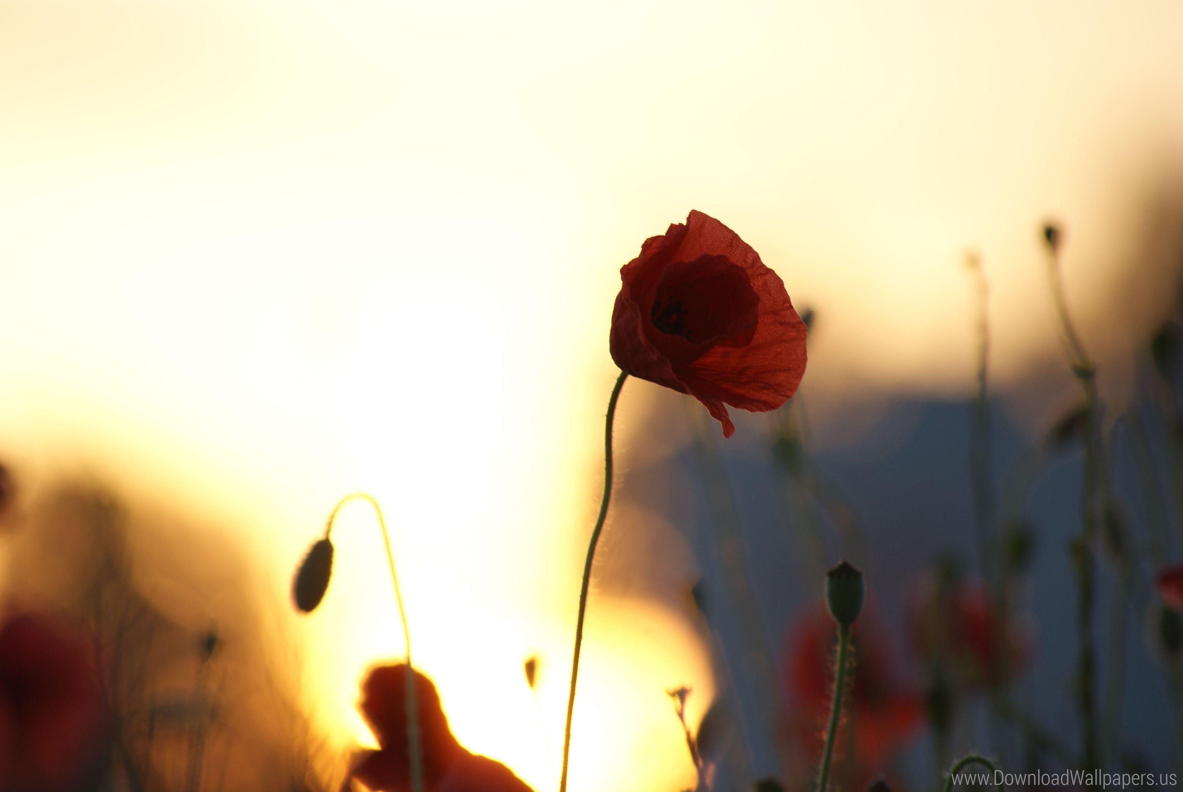 Close Up, Flowers Field, Poppies, Poppy, Silhouettes, Sky, Sunset