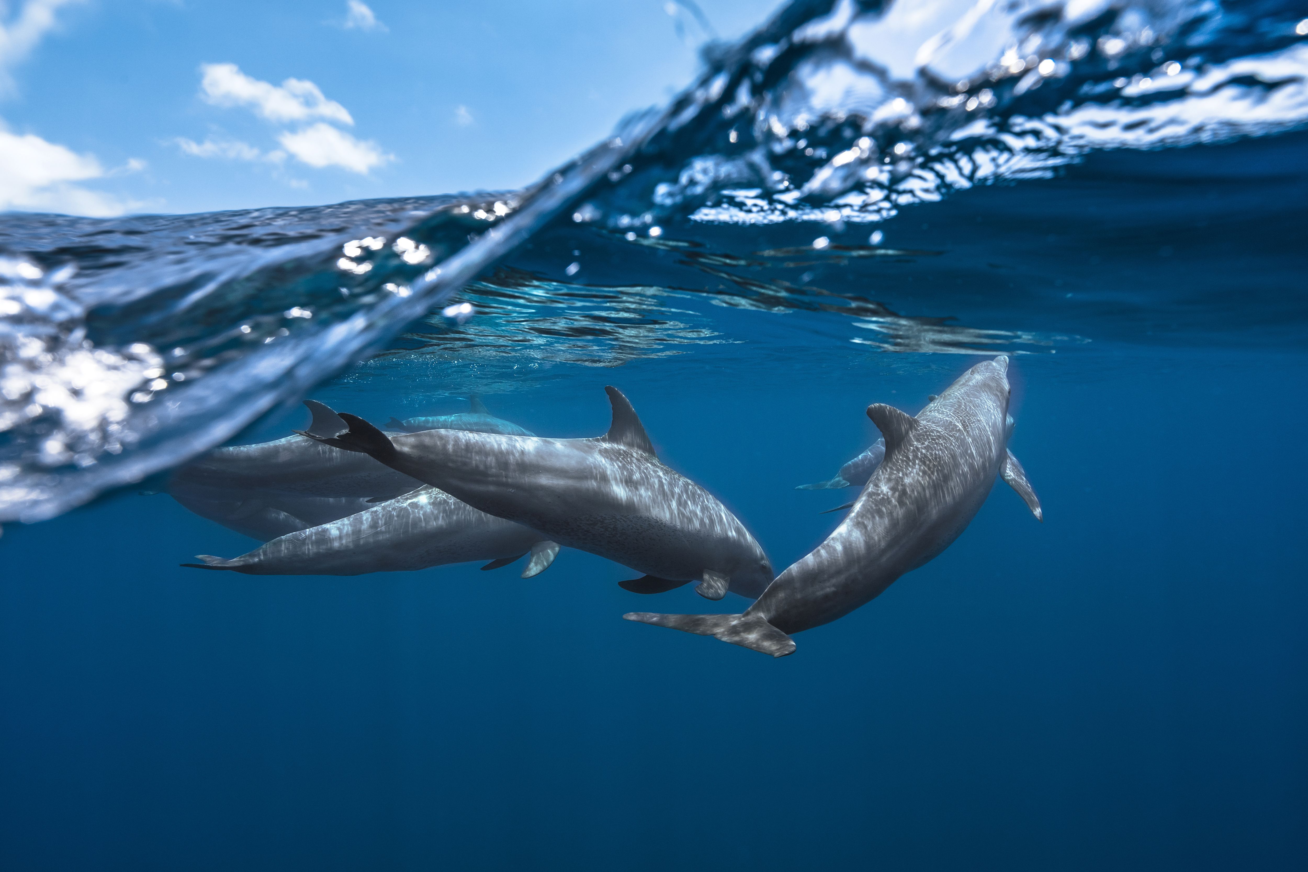 Wallpaper Dolphins, Underwater, HD, 4K, Animals