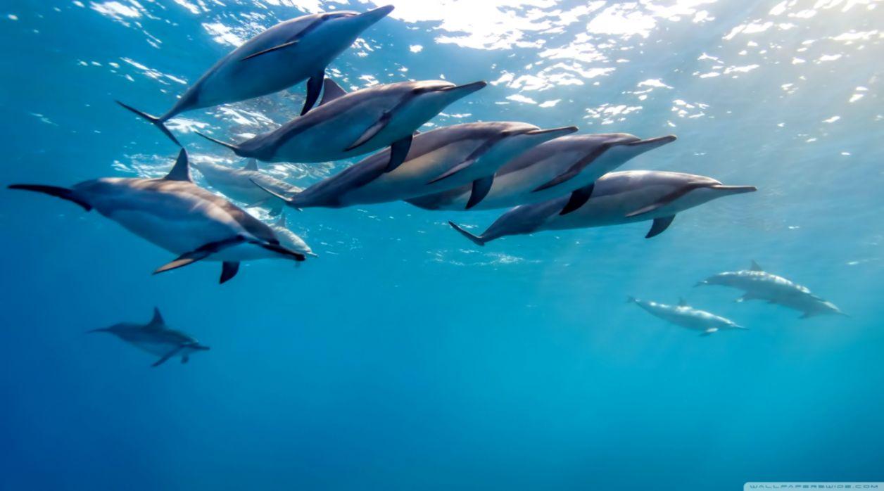 Underwater Dolphin Wallpaper