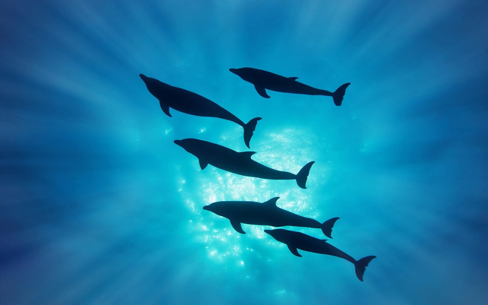 Free Wallpaper, Free, Mobile Wallpaper, android Dolphin, Ocea