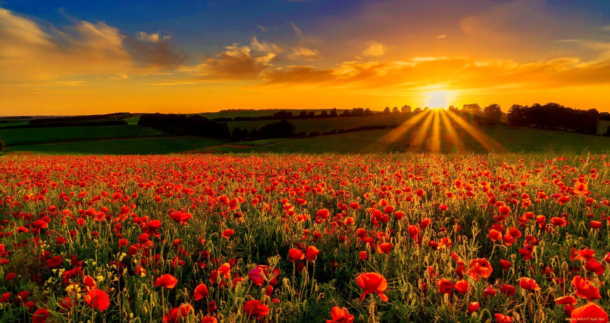 Sunsets: Field Flowers Rays Poppies Sky Nature Beautiful Summer