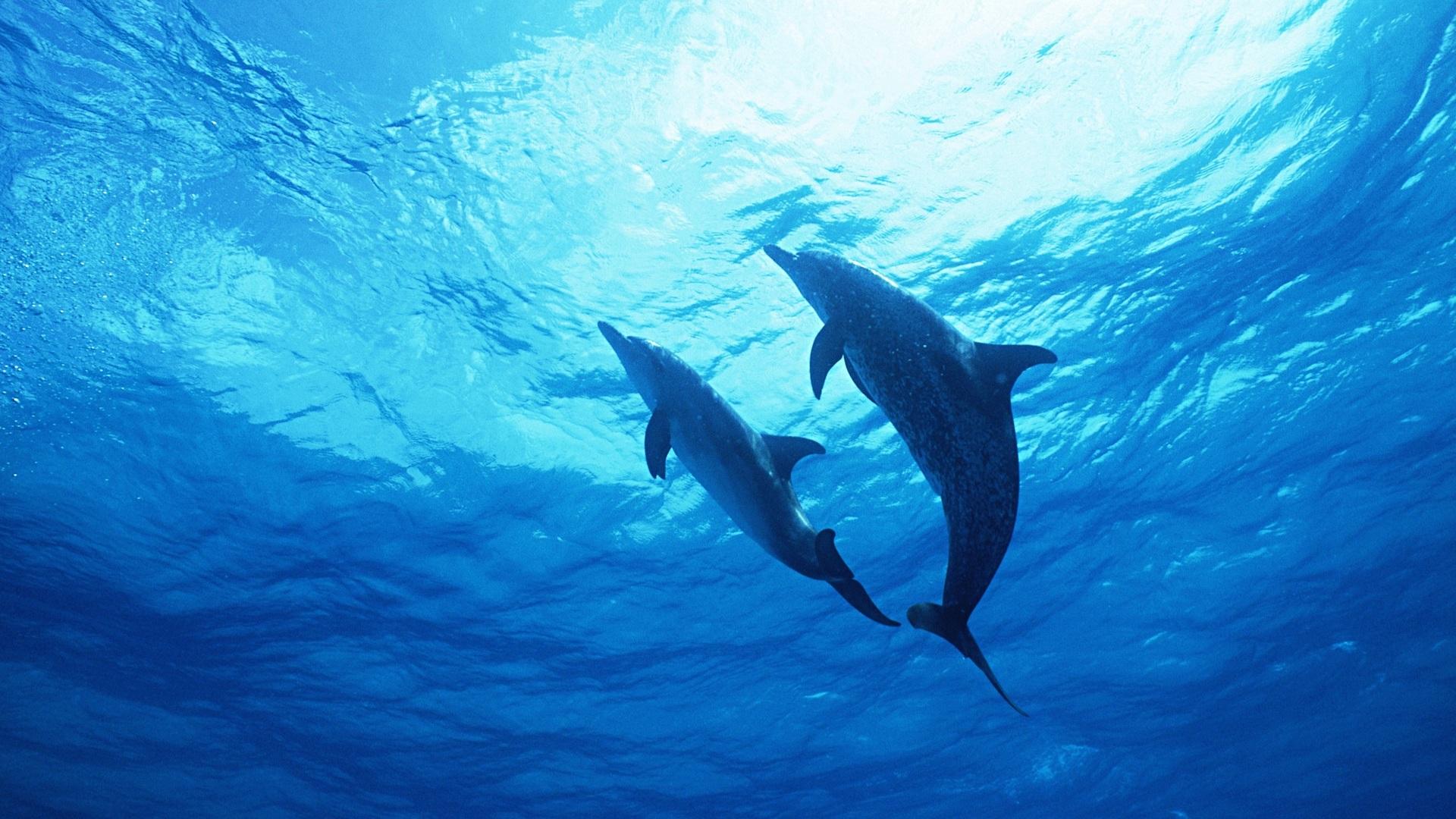 Full HD Wallpaper dolphin couple underwater ocean, Desktop