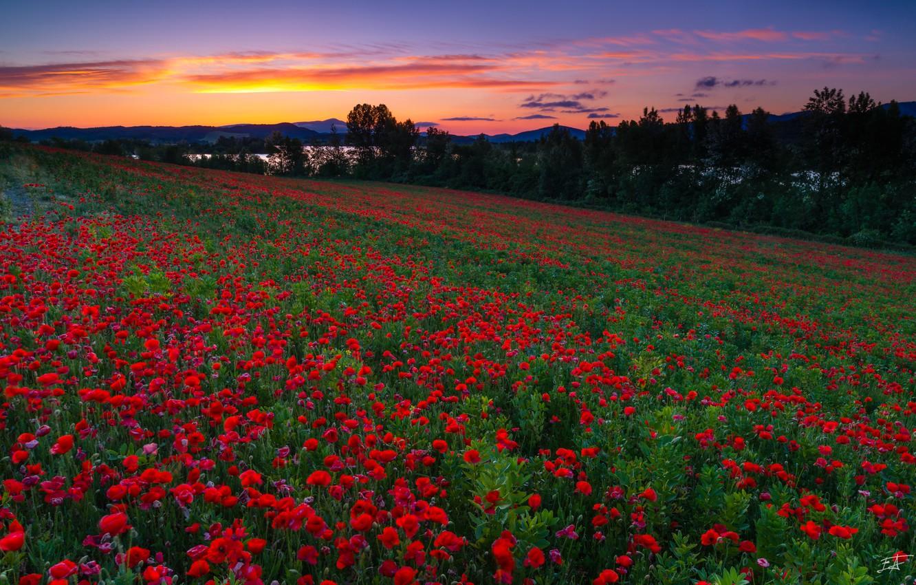 Wallpaper field, sunset, flowers, Maki, Spain, Spain, poppy field