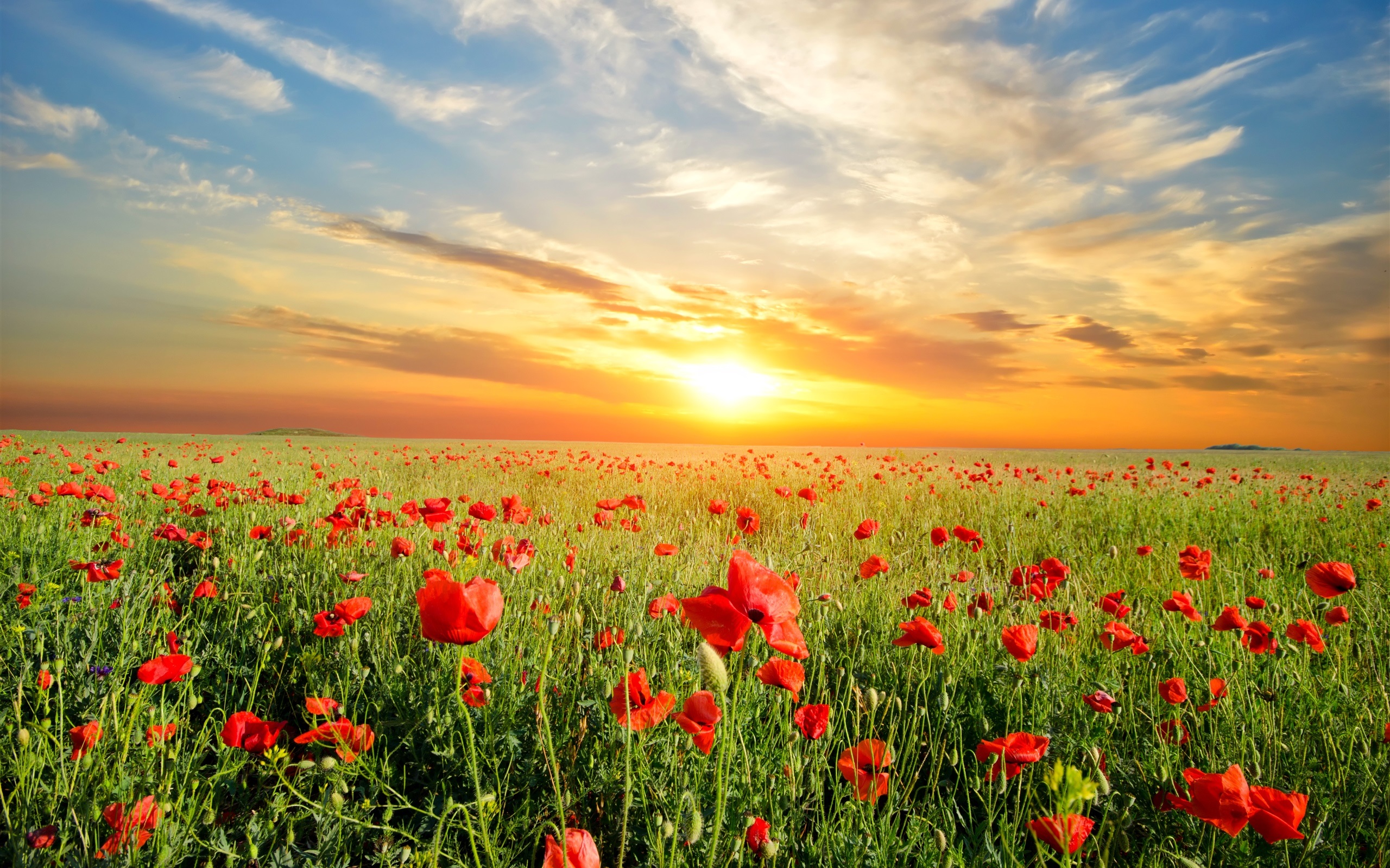 Wallpaper Poppies flowers field, beautiful sunset 2560x1600 HD