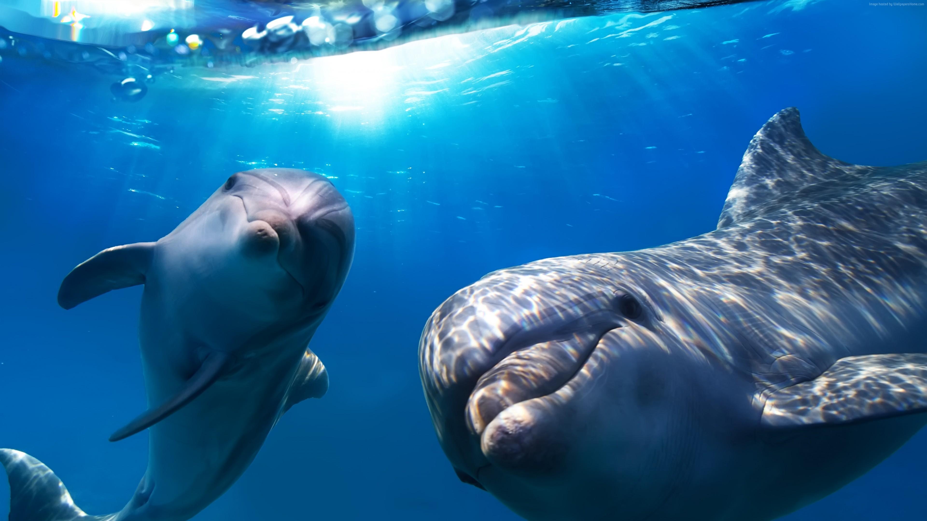 4k Wallpaper Dolphin Underwater Best Diving Sites Wallpaper