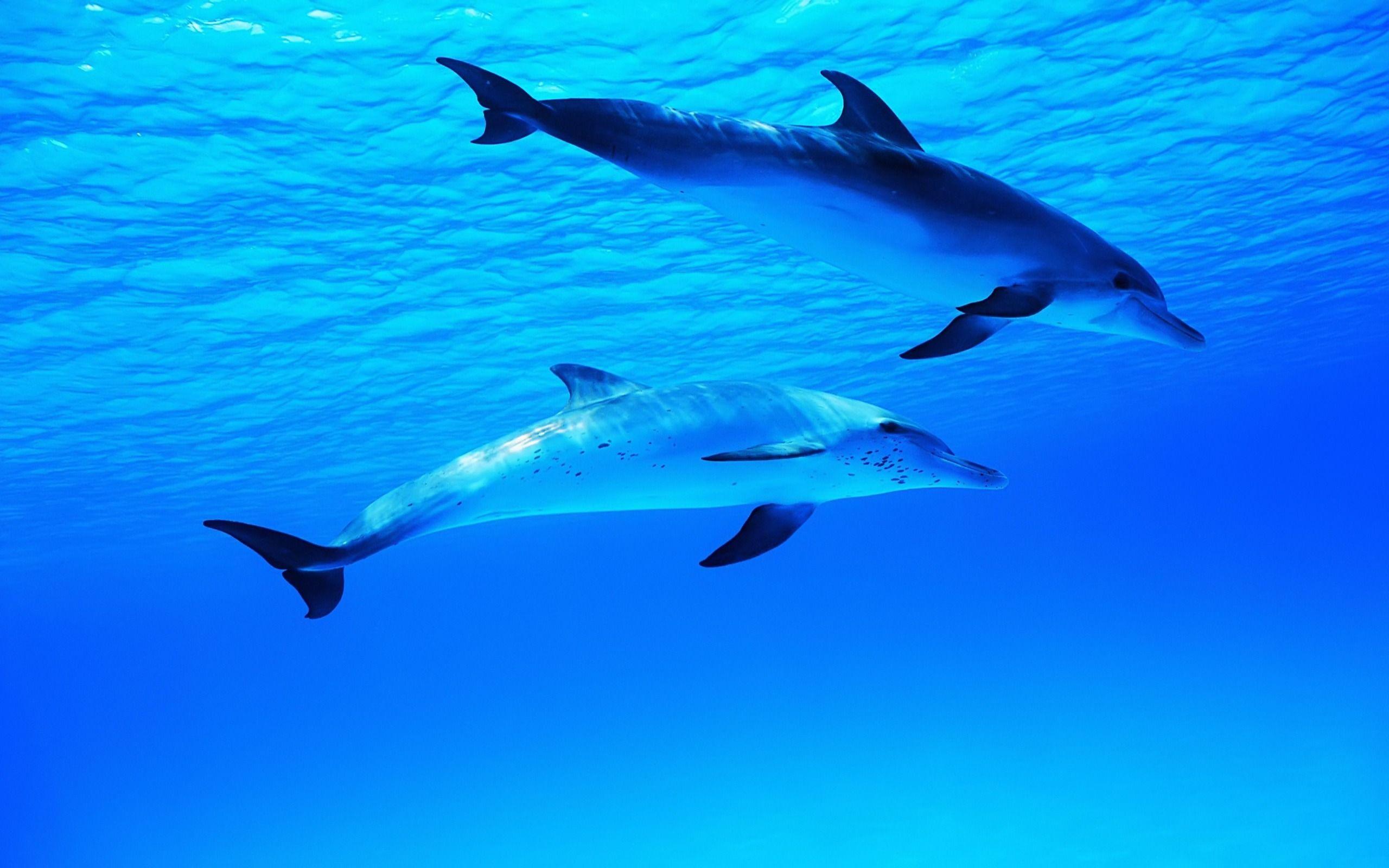 Dolphin In Blue Ocean. Blue is Happiness. Wild animals