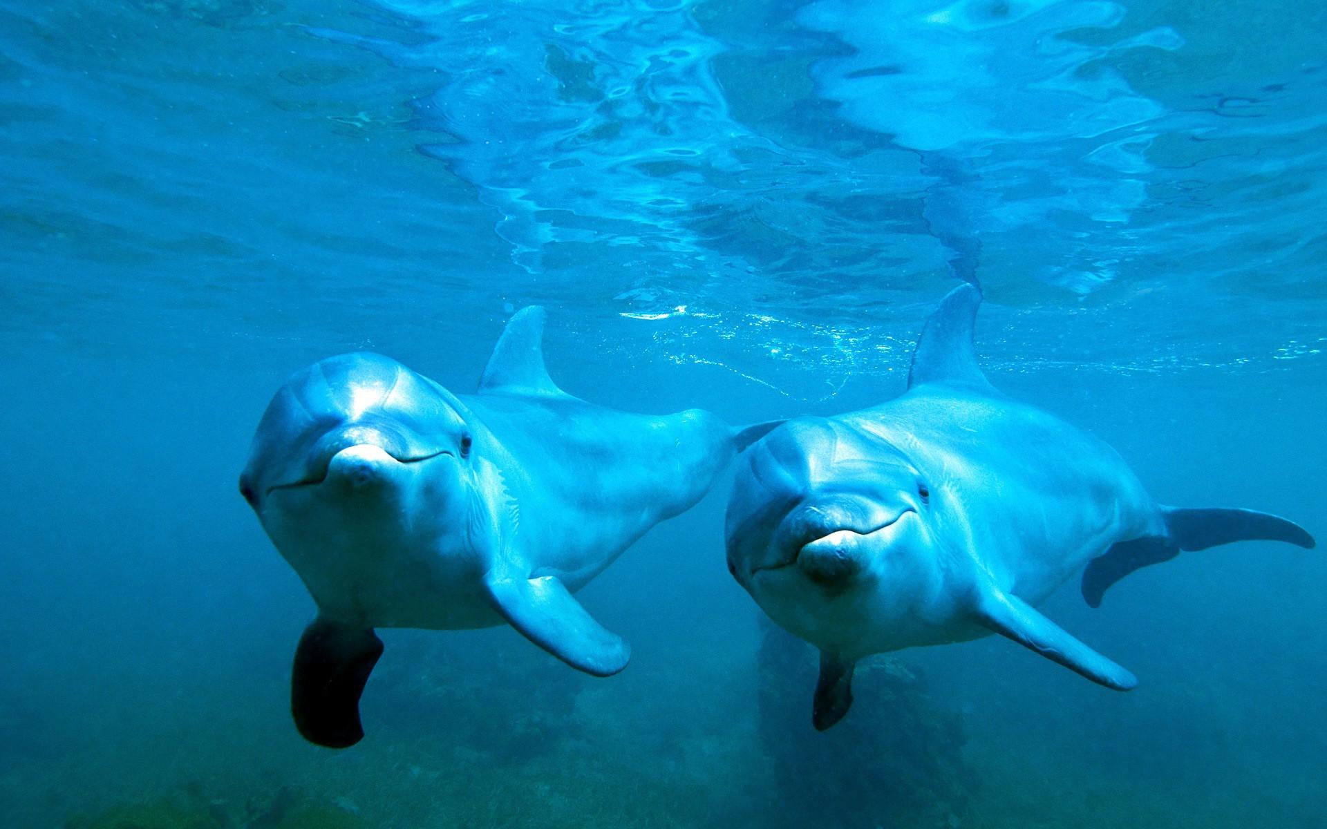 animals nature dolphin underwater blue sea water wallpaper