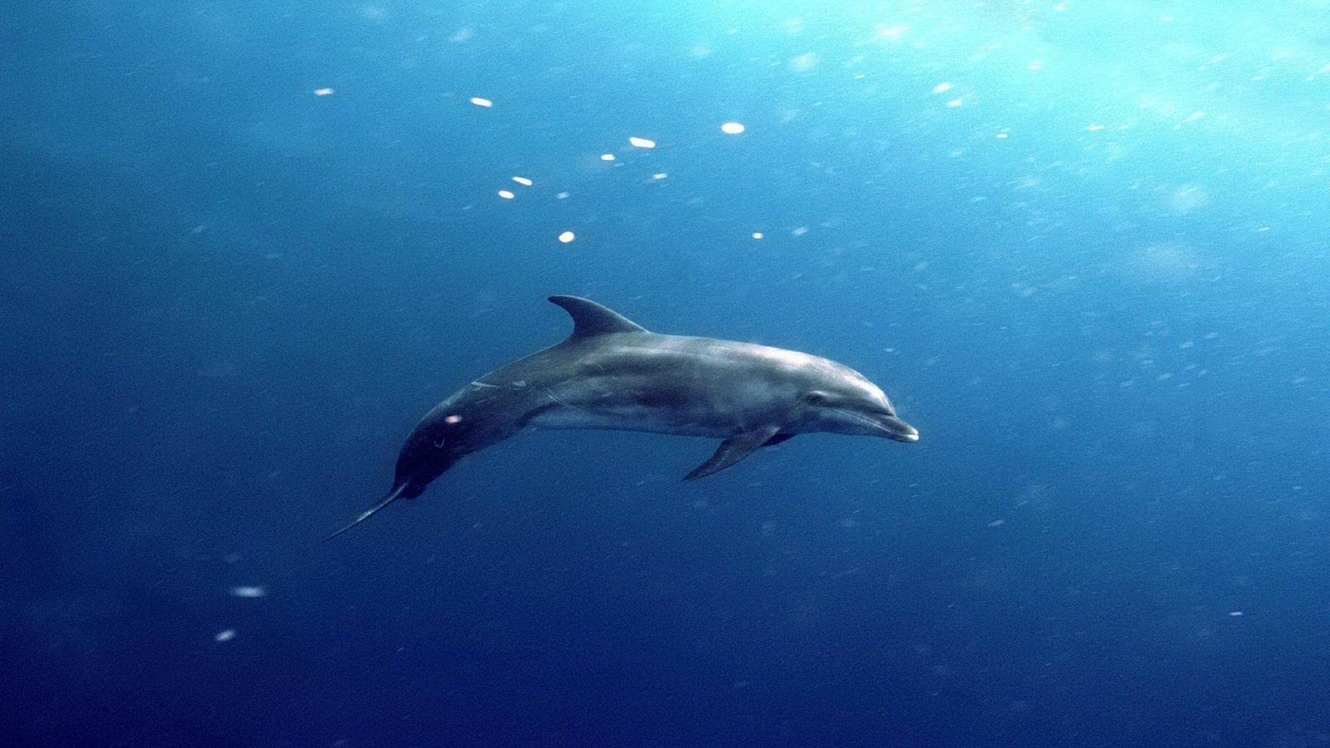 Free download underwater dolphin HD wallpaper wallpaper55com Best