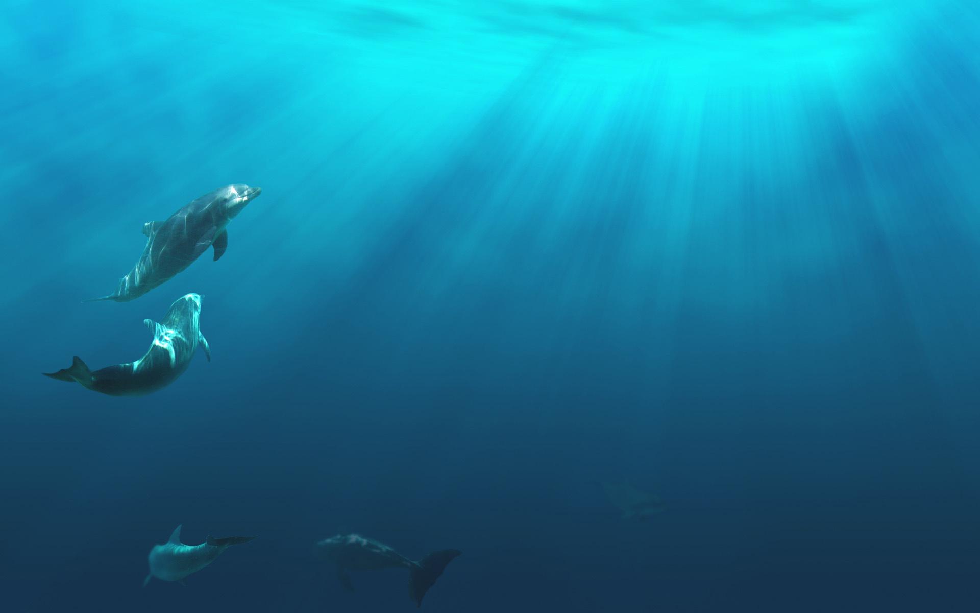 dolphins, Dolphin, Ocea, Sea, Underwater Wallpaper HD / Desktop