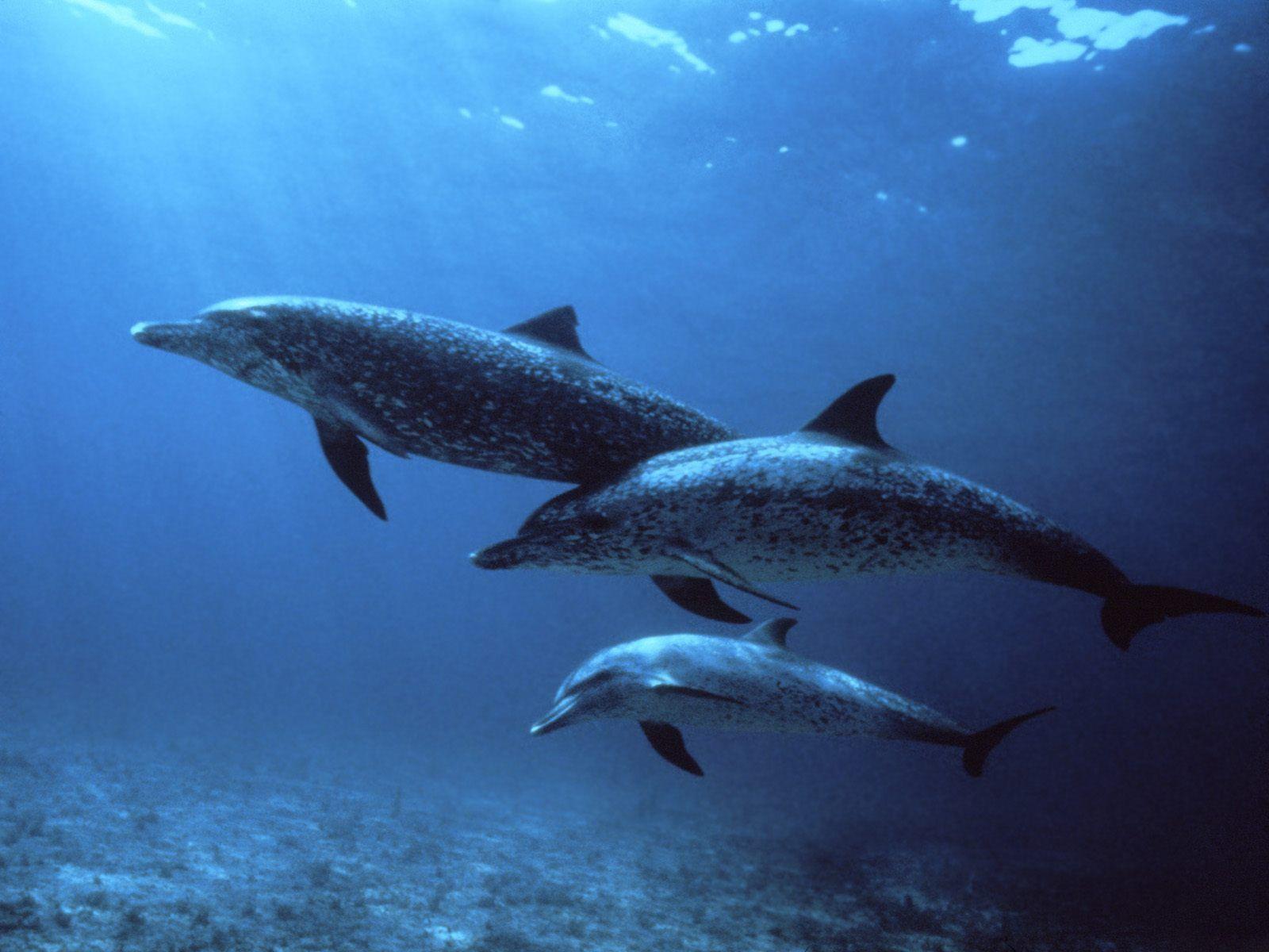 Download Animals Dolphin picture nr 34322 [1600x1200]. Dolphin