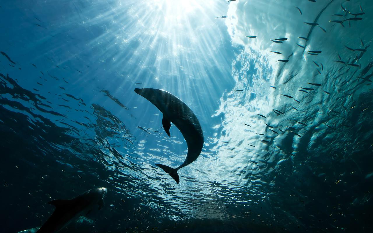 Dolphin Underwater Free Wallpaper download Free Dolphin